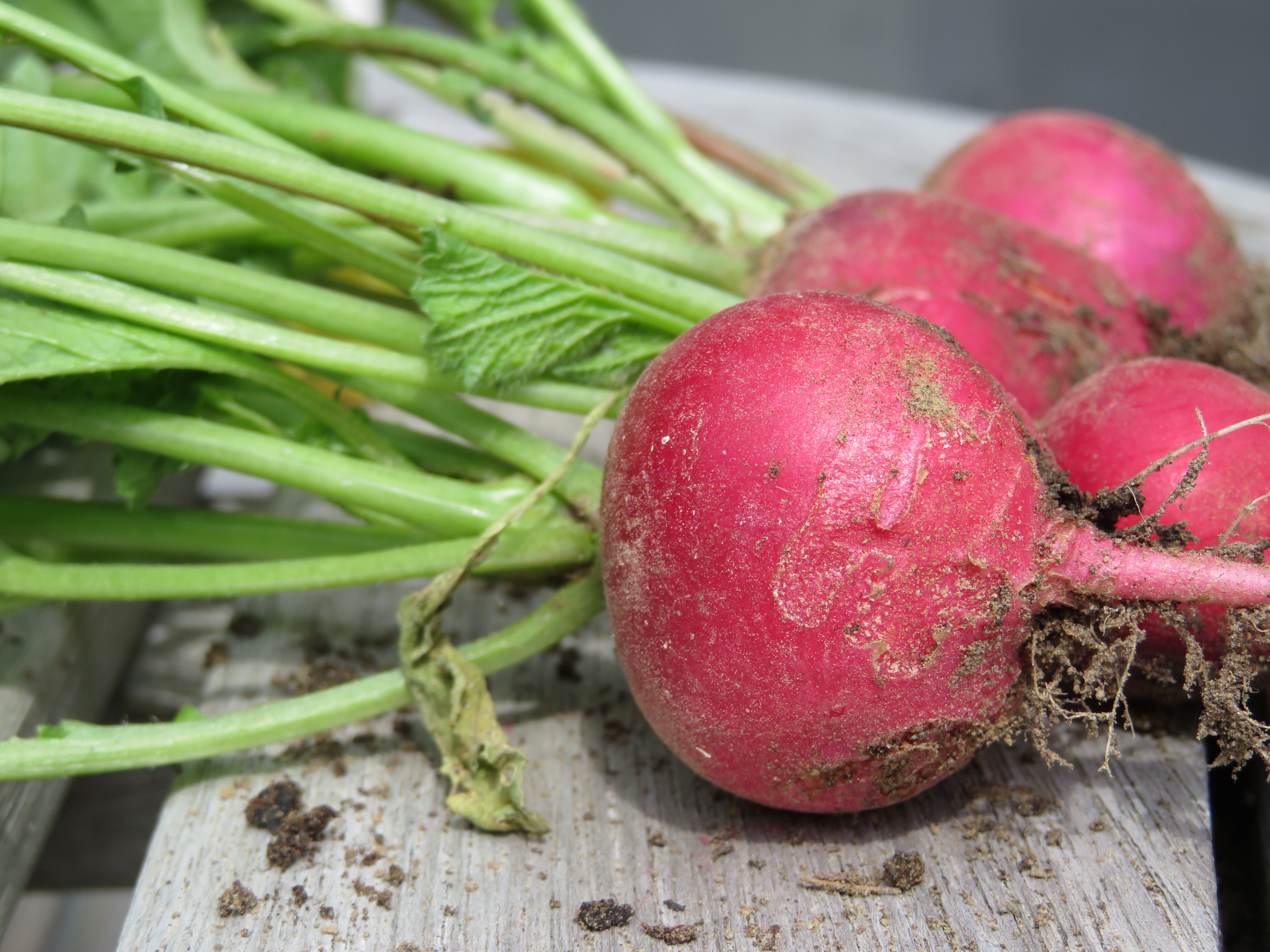 Radijzen uit de schooltuin