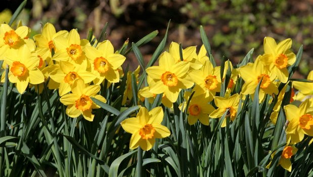 Narcissen