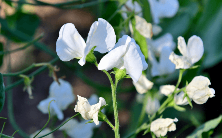 Klimplant