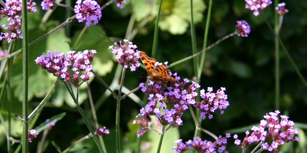 Verbena Vlinder