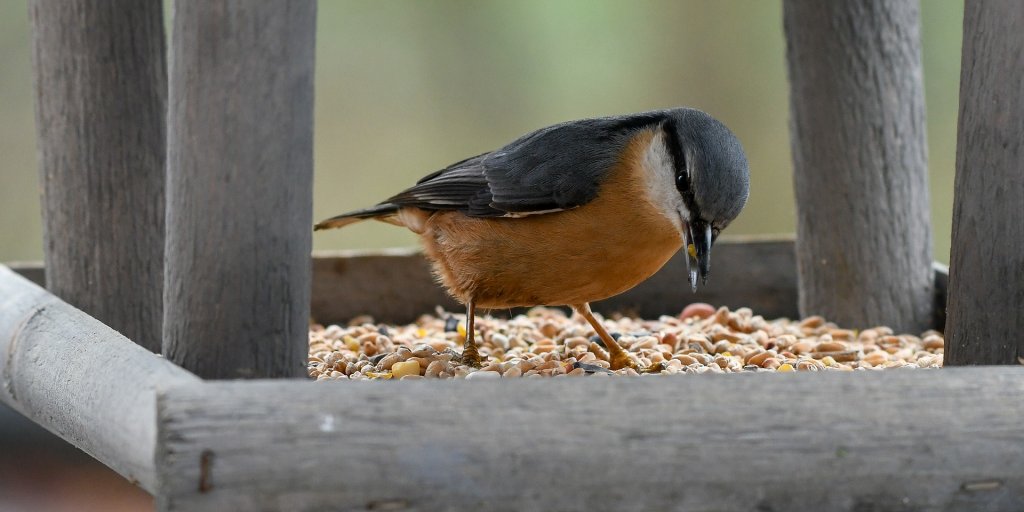 Vogel 