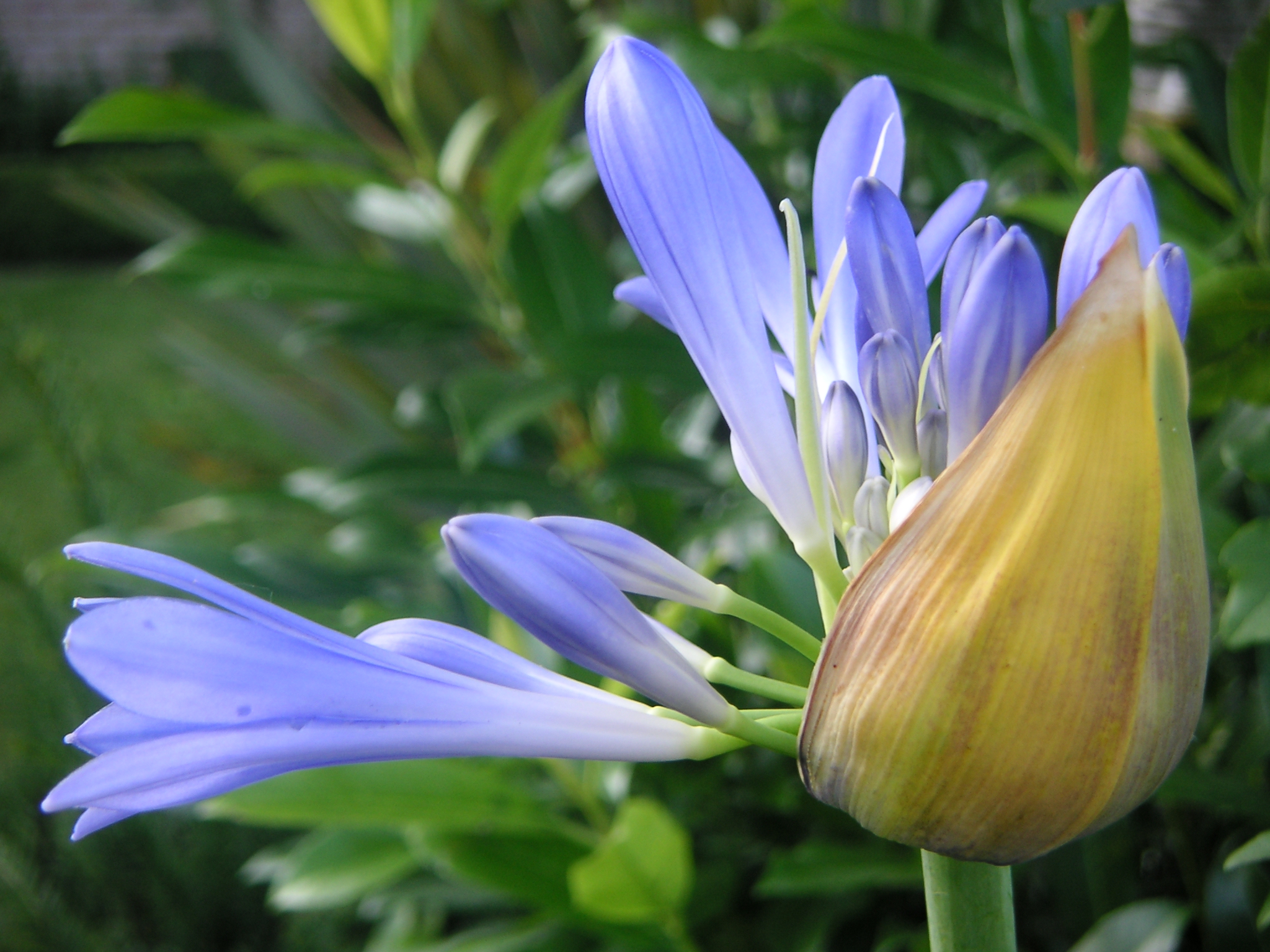 ontluikende agapanthus-bloem