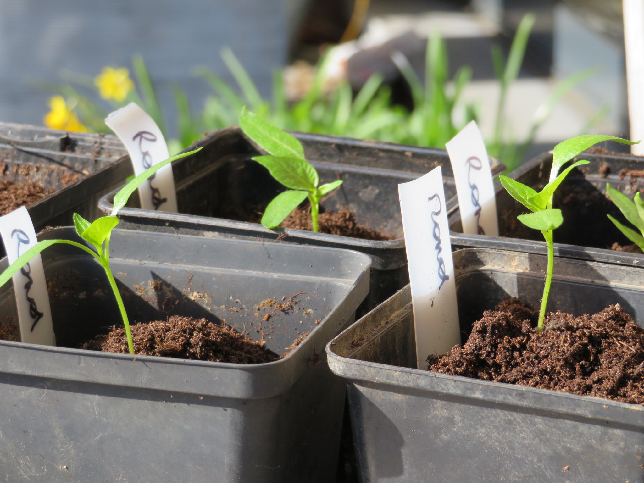 zaaien in potjes voor de schooltuin