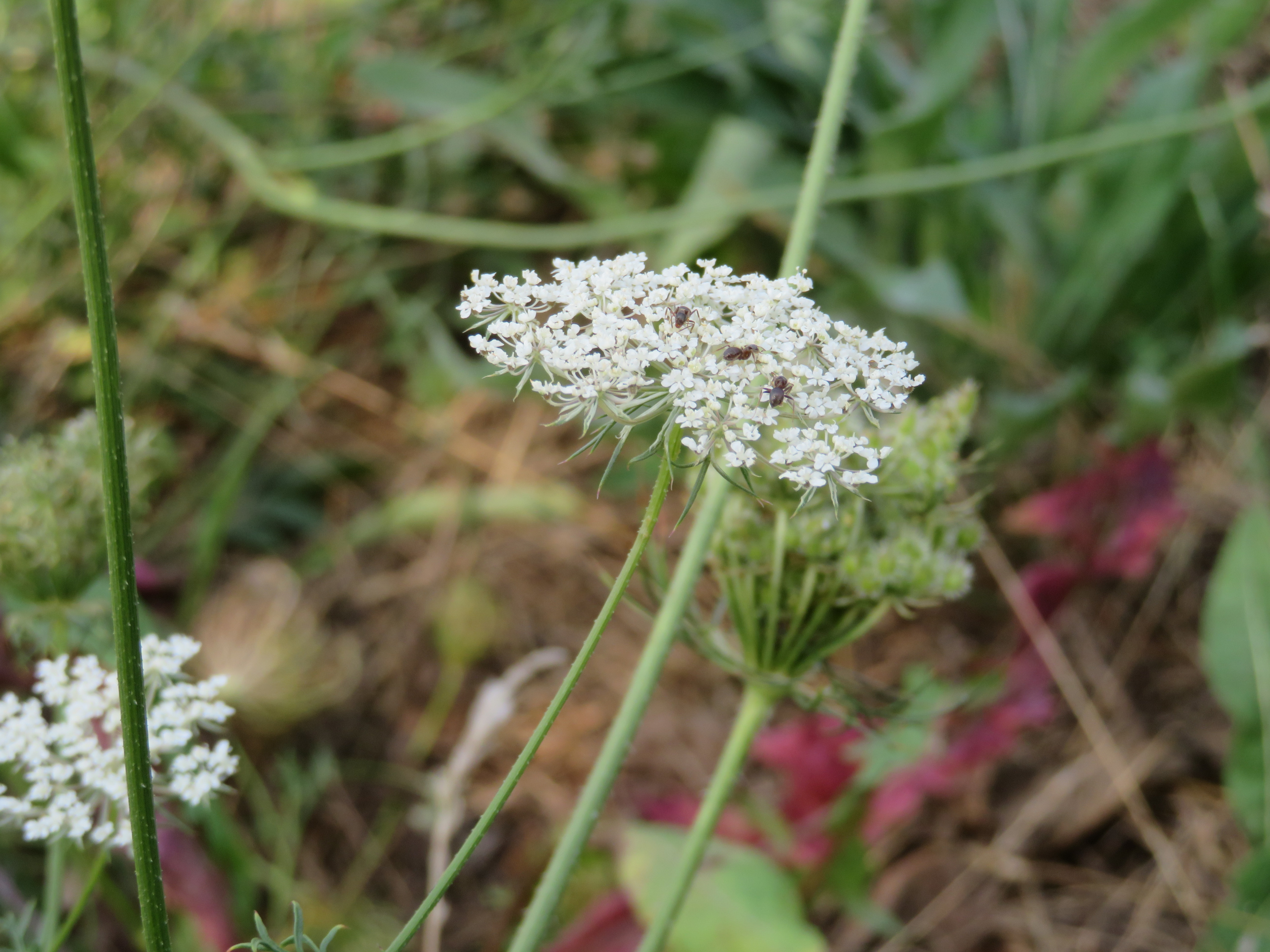 bloemscherm van wilde peen