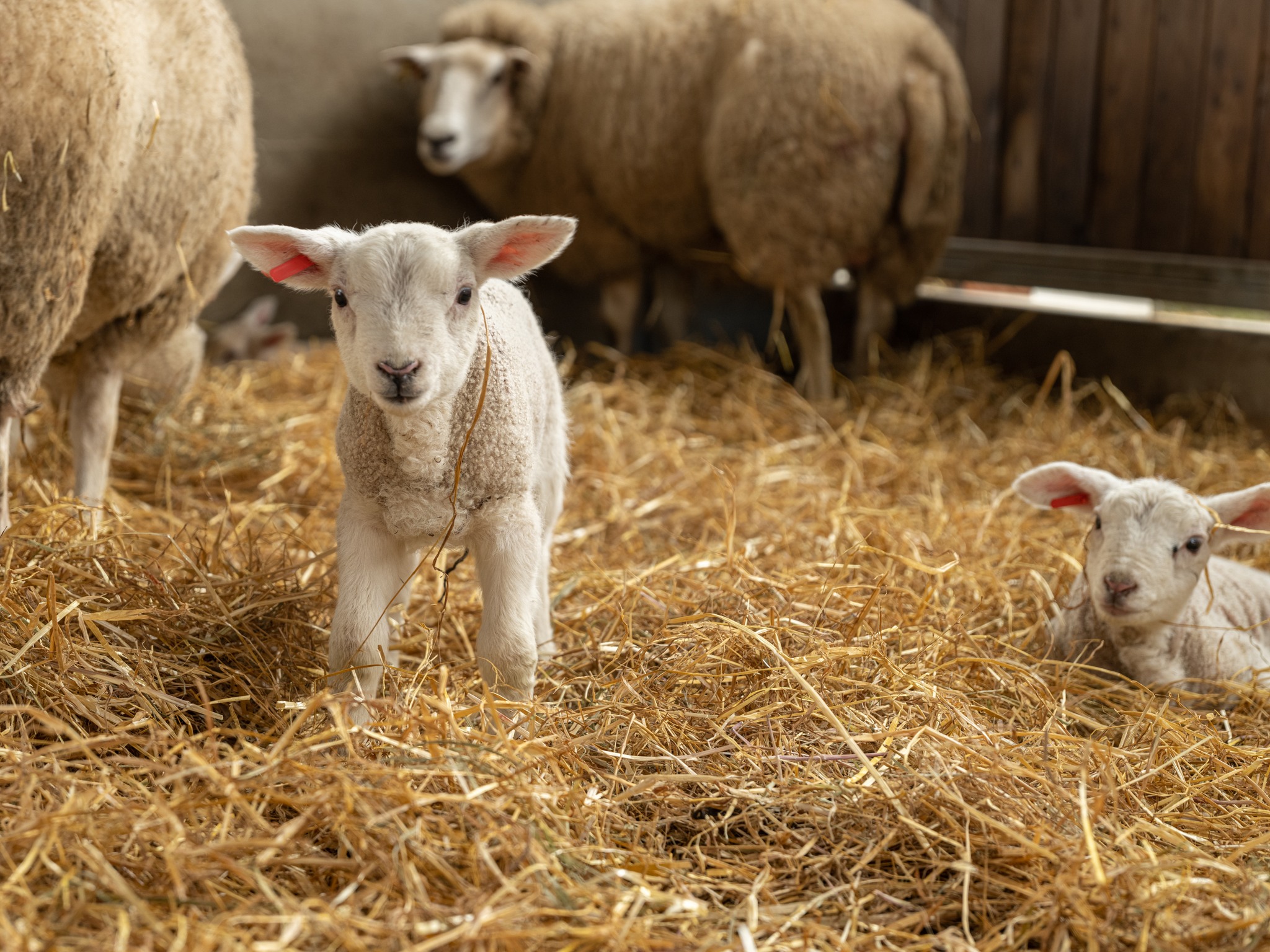 Zoekertjes foto website schapen