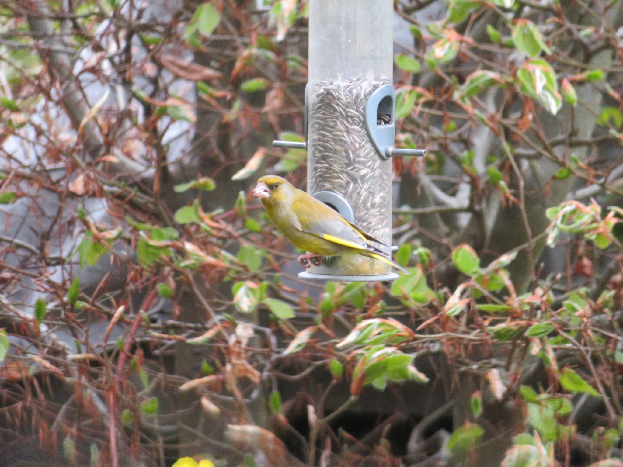 voederstation in de tuin