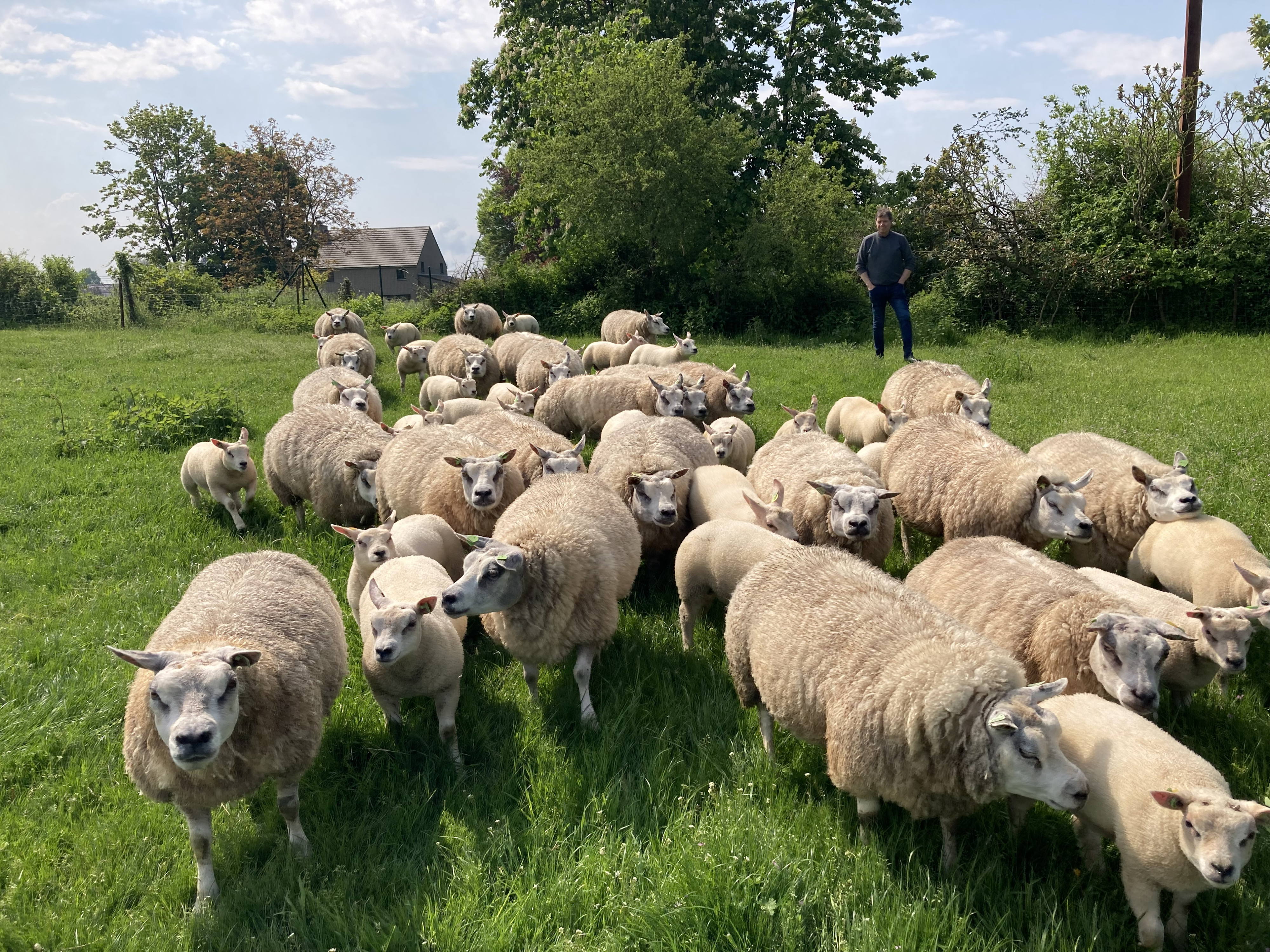 Wie doet wat foto website schapen