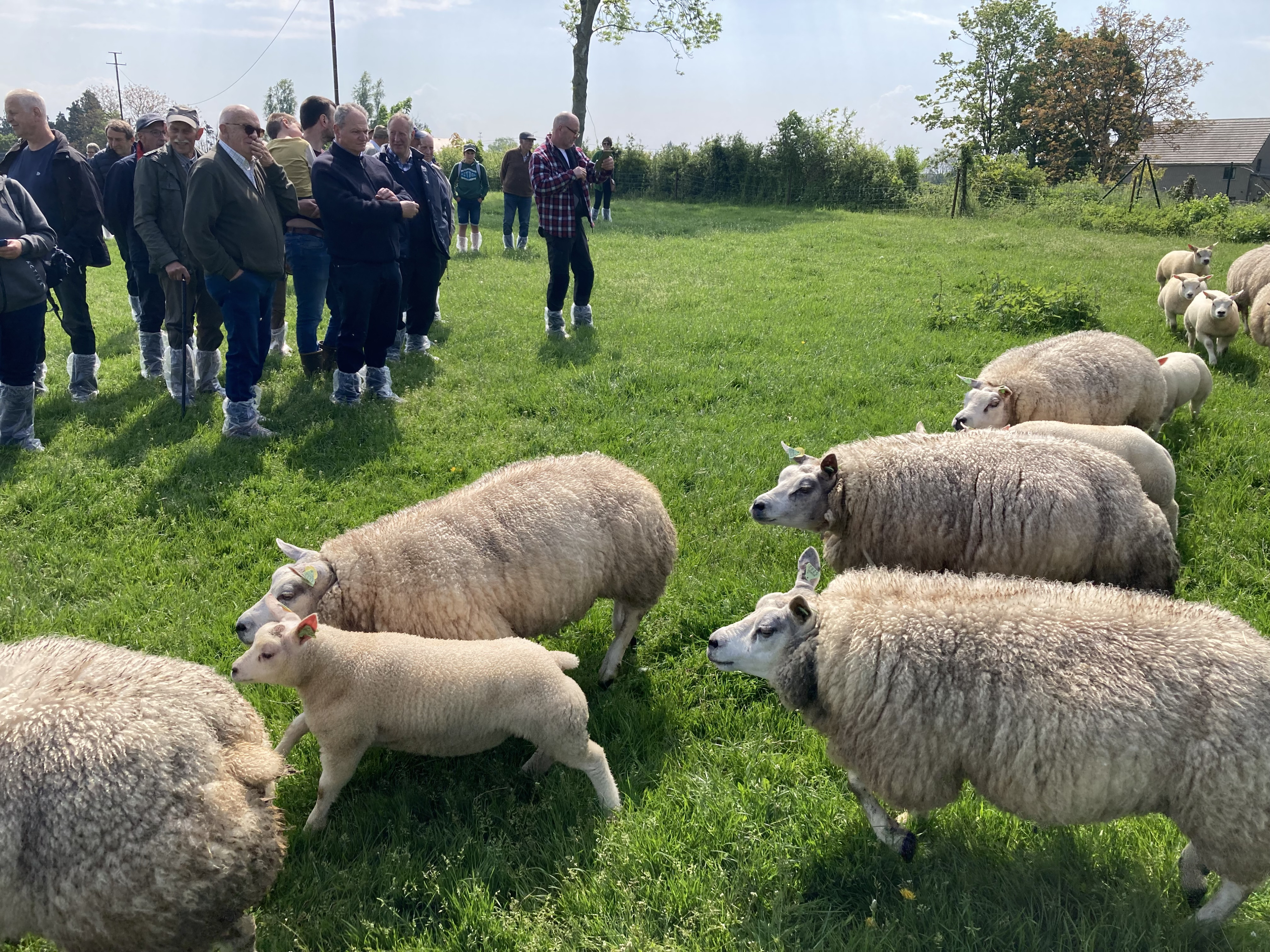 Vorming en voorlichting foto website schapen