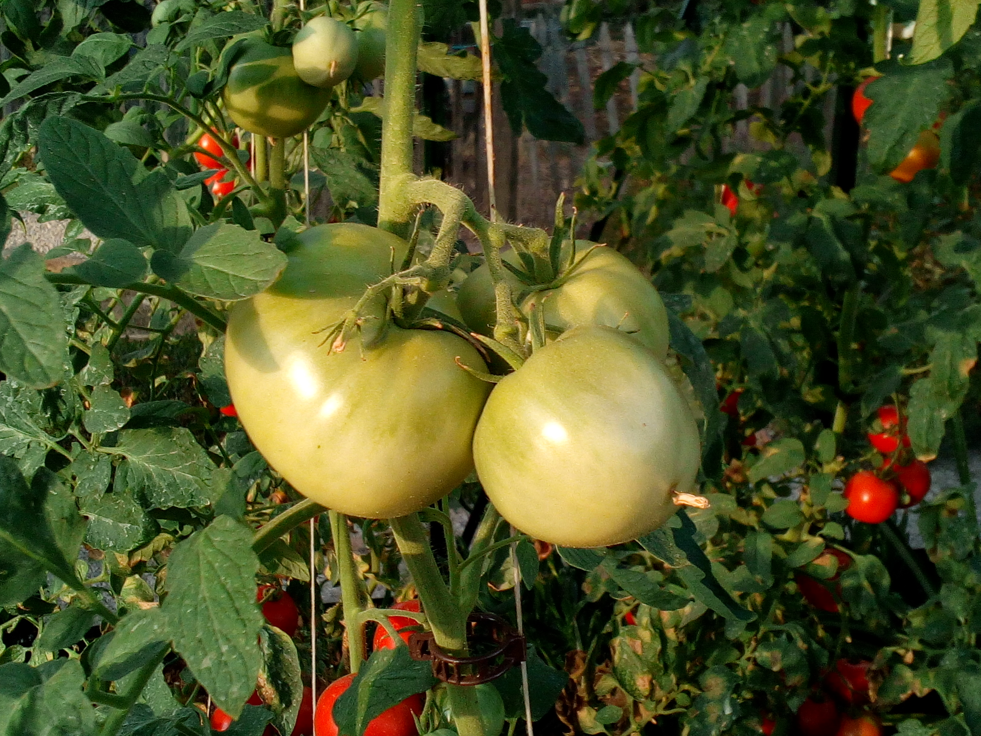 tros onrijpe tomaten aan plant