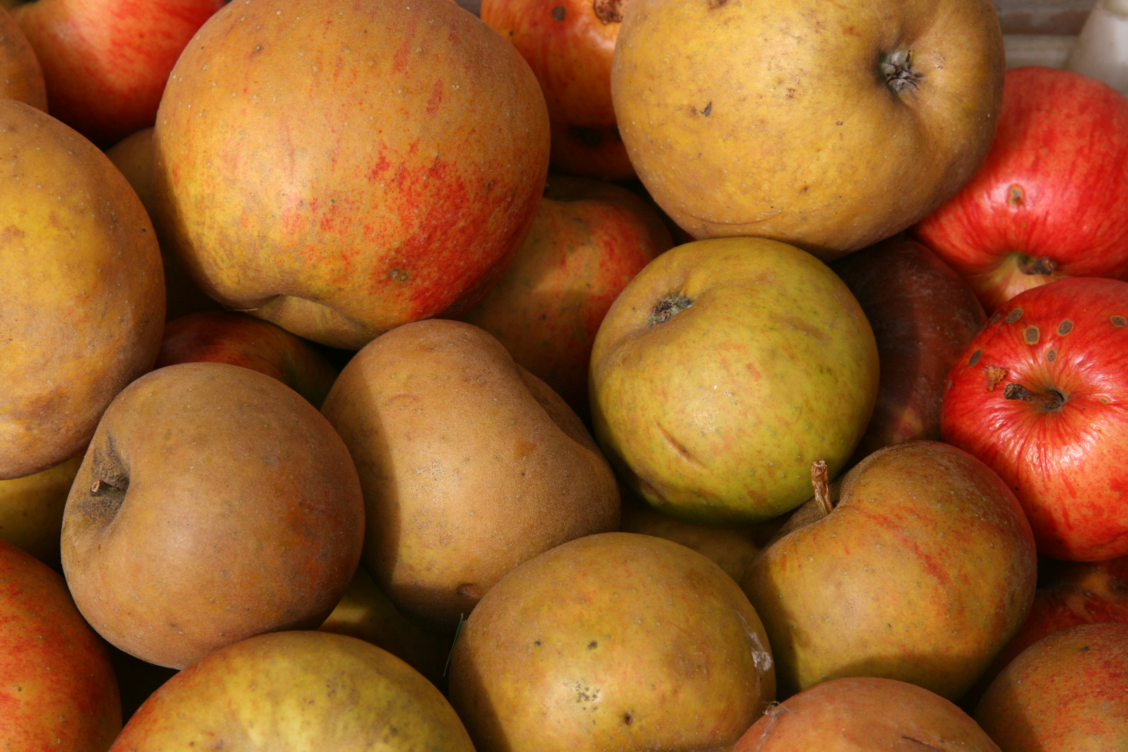 oogst van appelen
