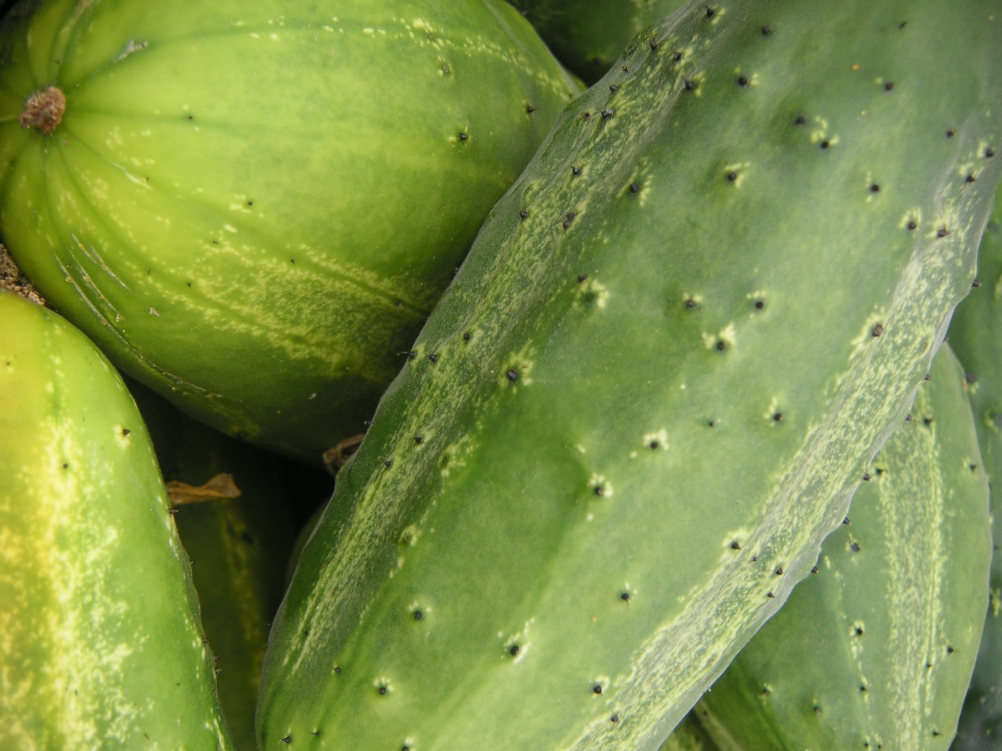 augurk uit de tuin