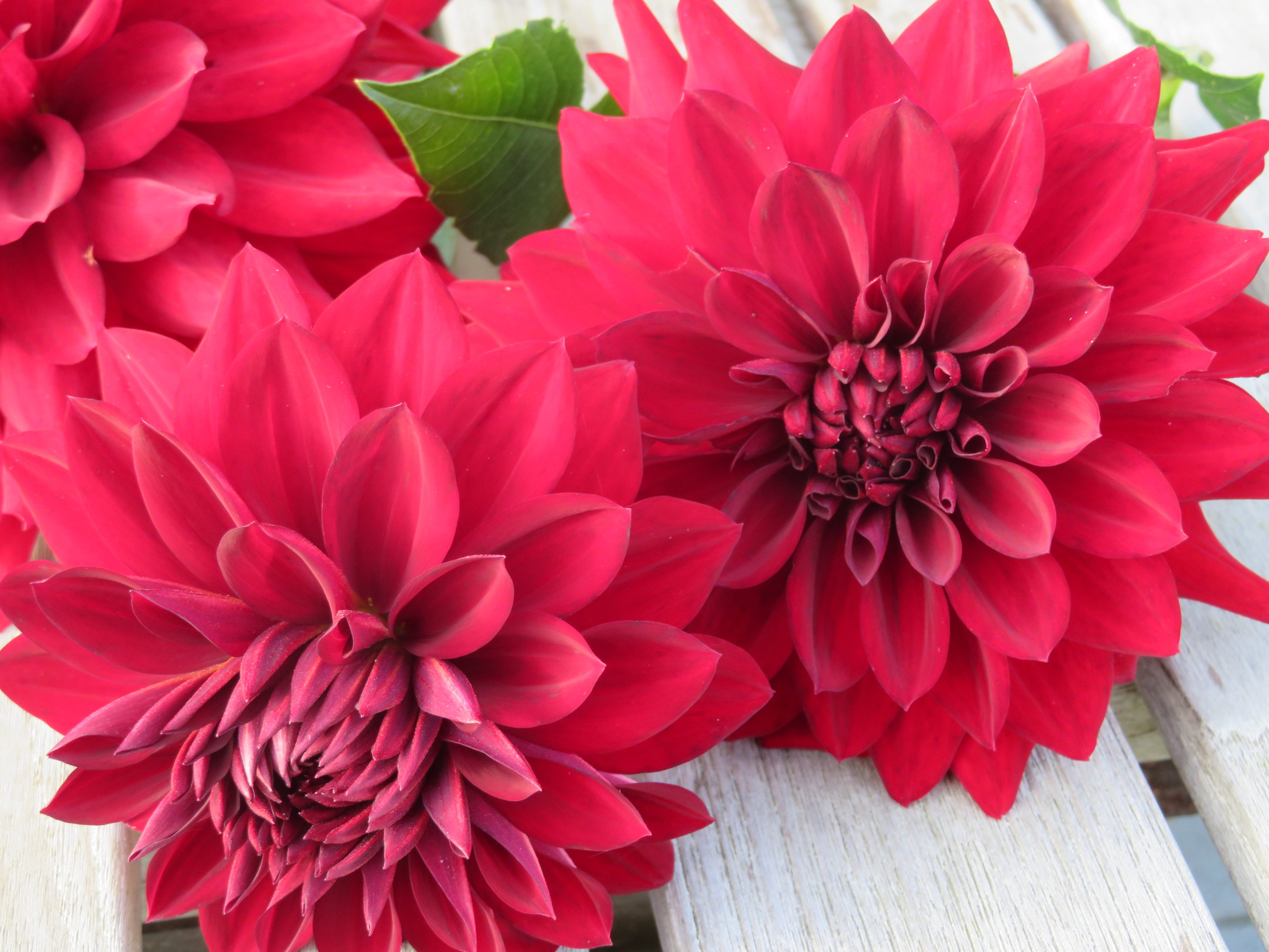 Dahlia, ideaal voor de vaas