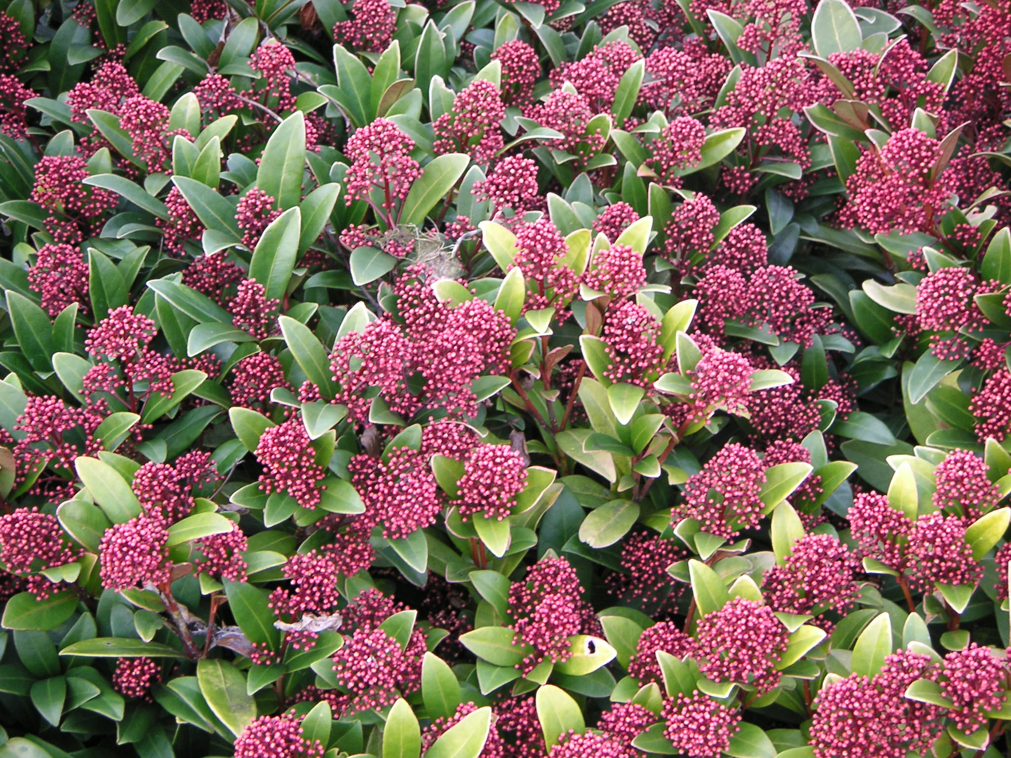 Skimmia, klaar voor een winterse bloei