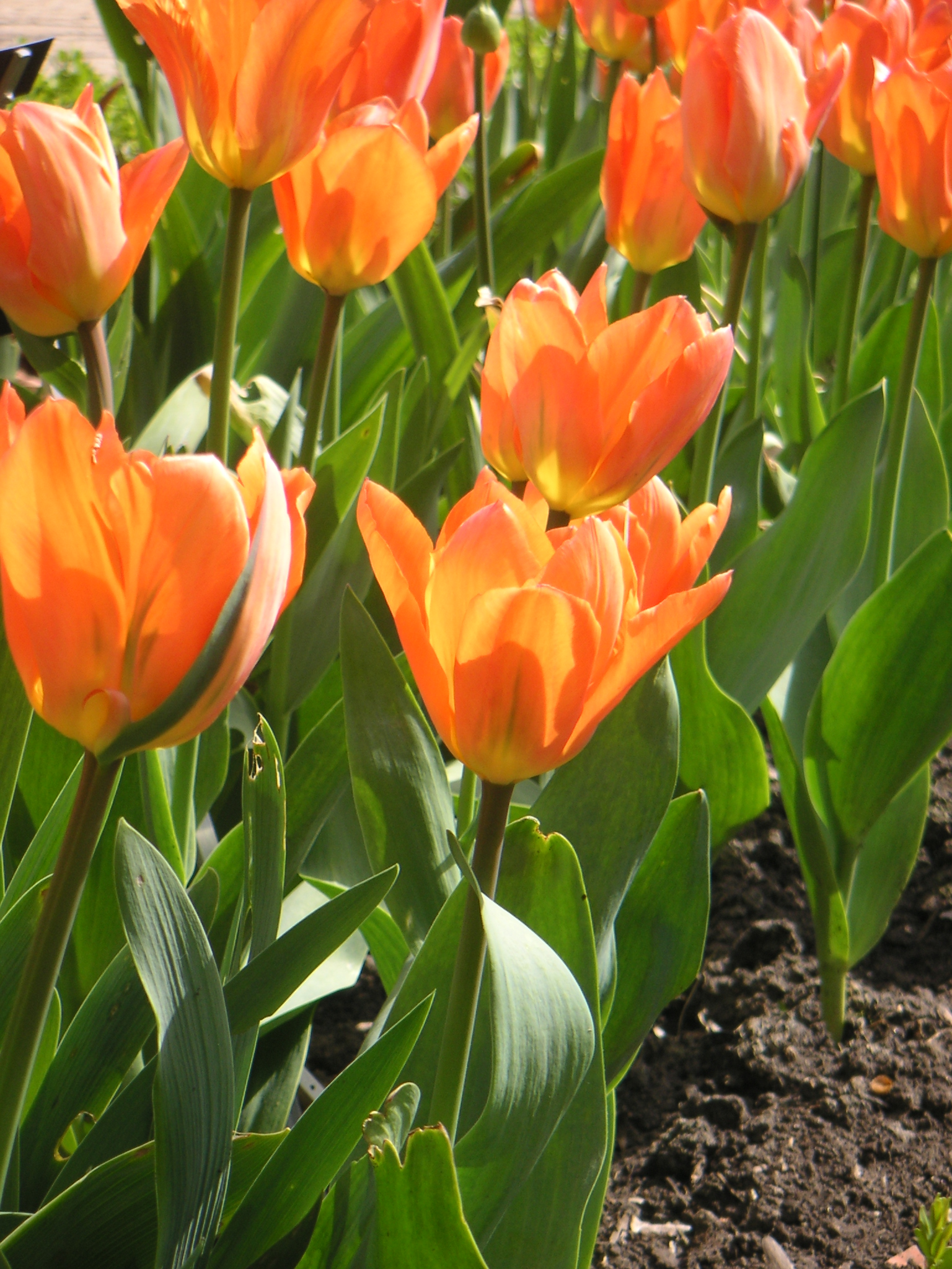 tulpen in bloei