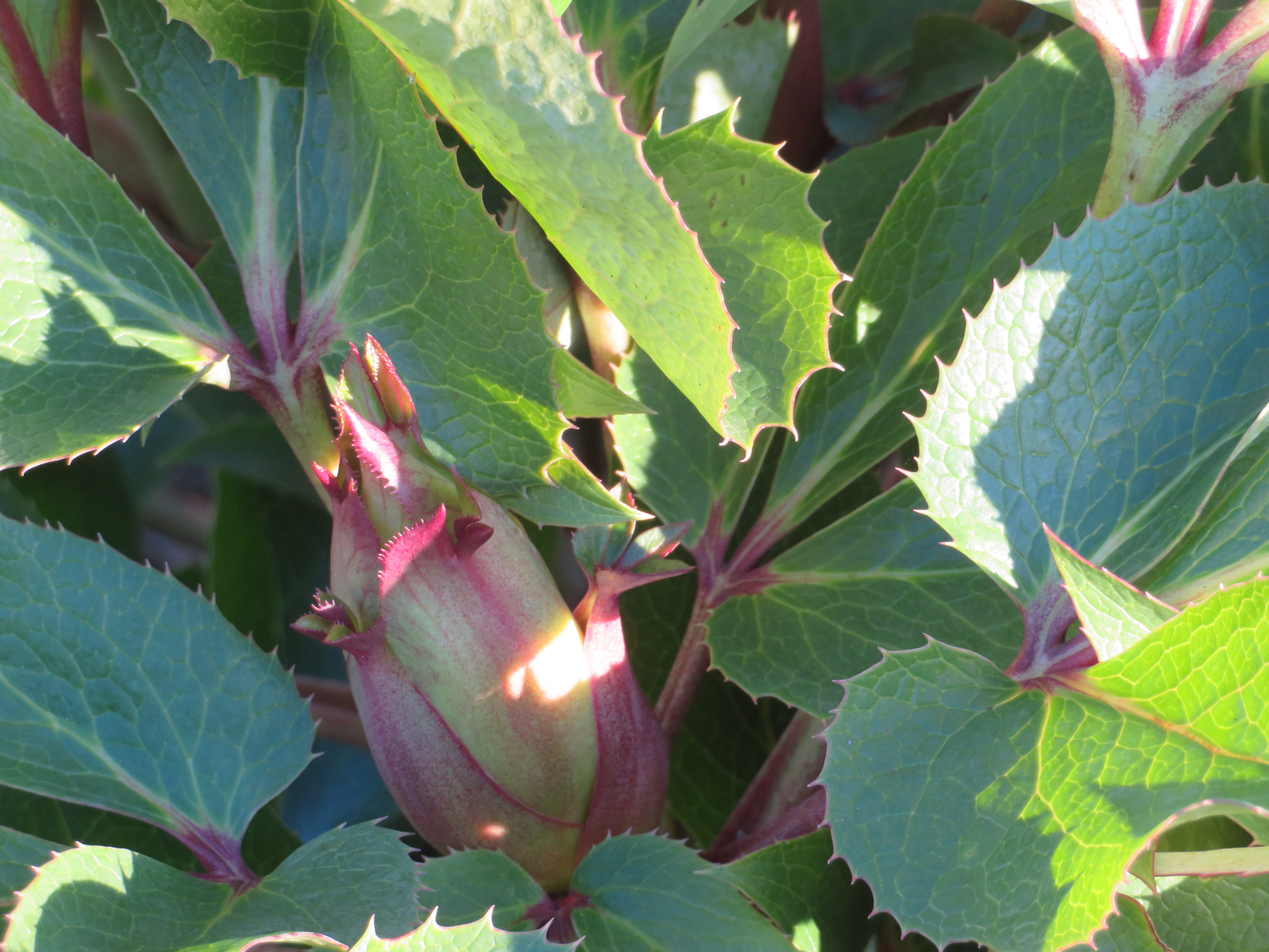 helleborus in knop