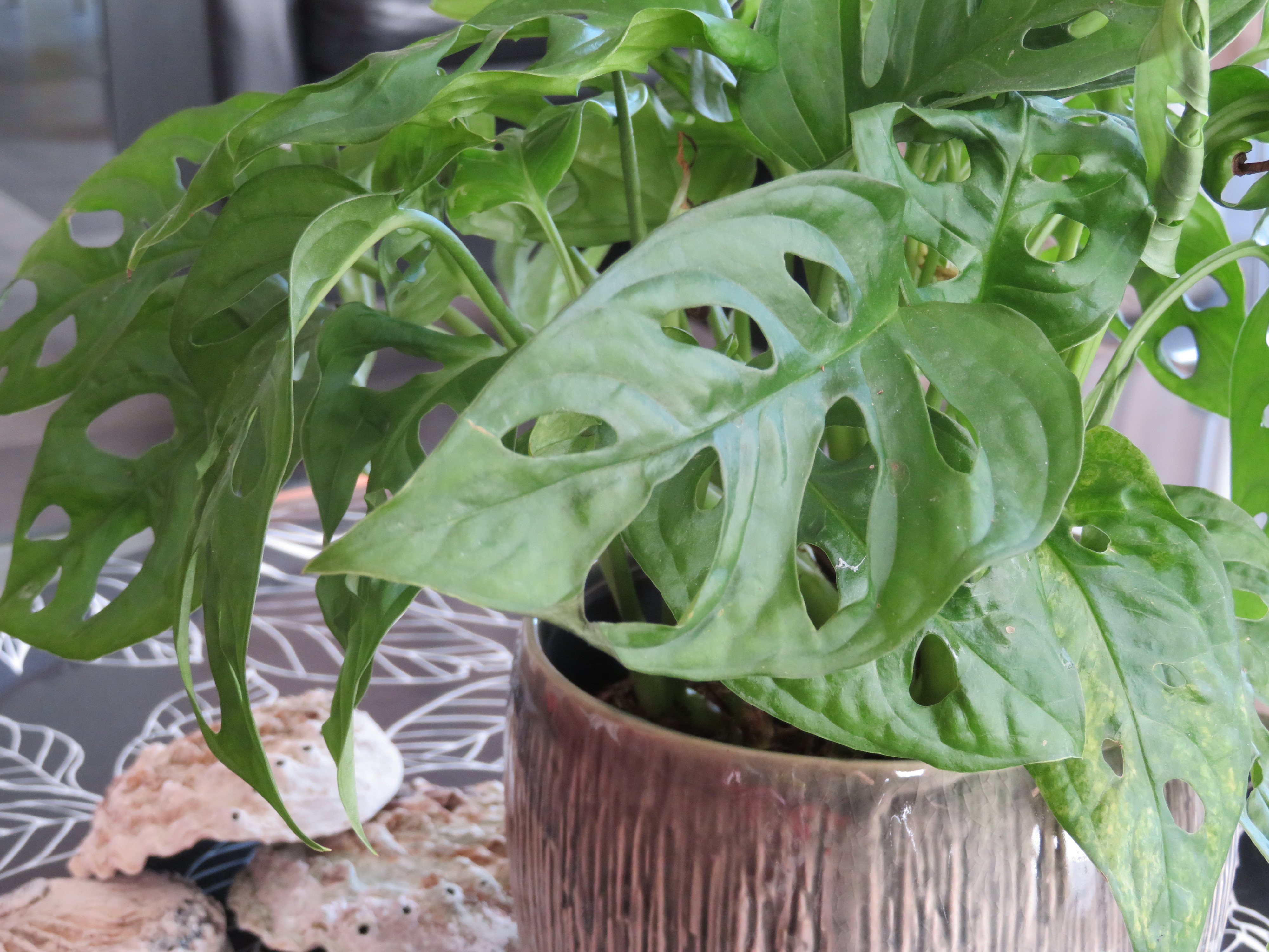 mini-kamerplant