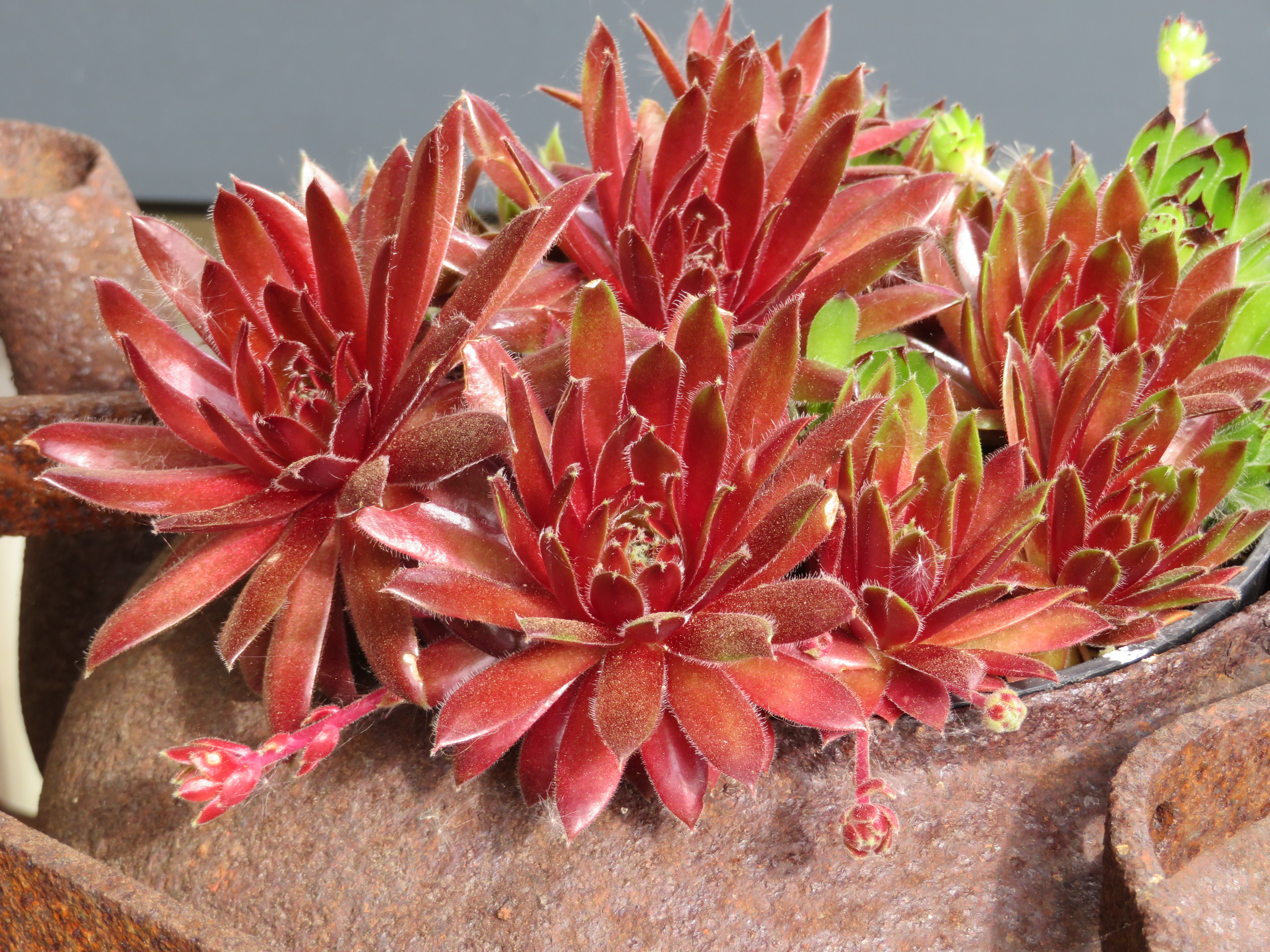 kleine sedum in pot