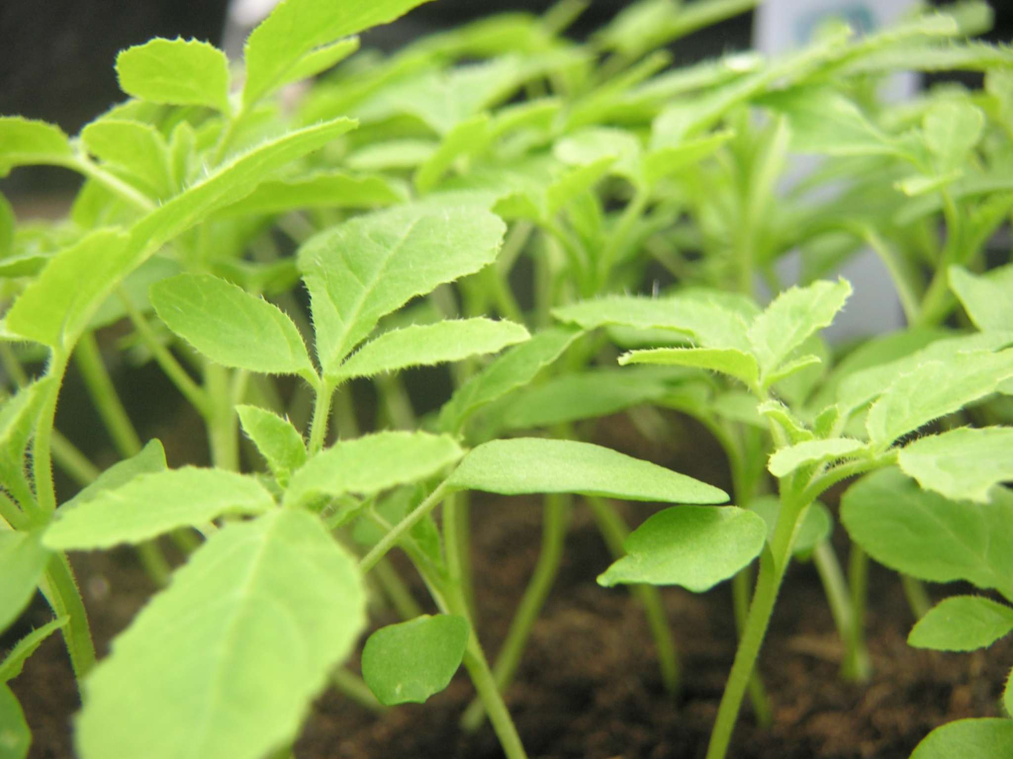 jonge kiemplantjes