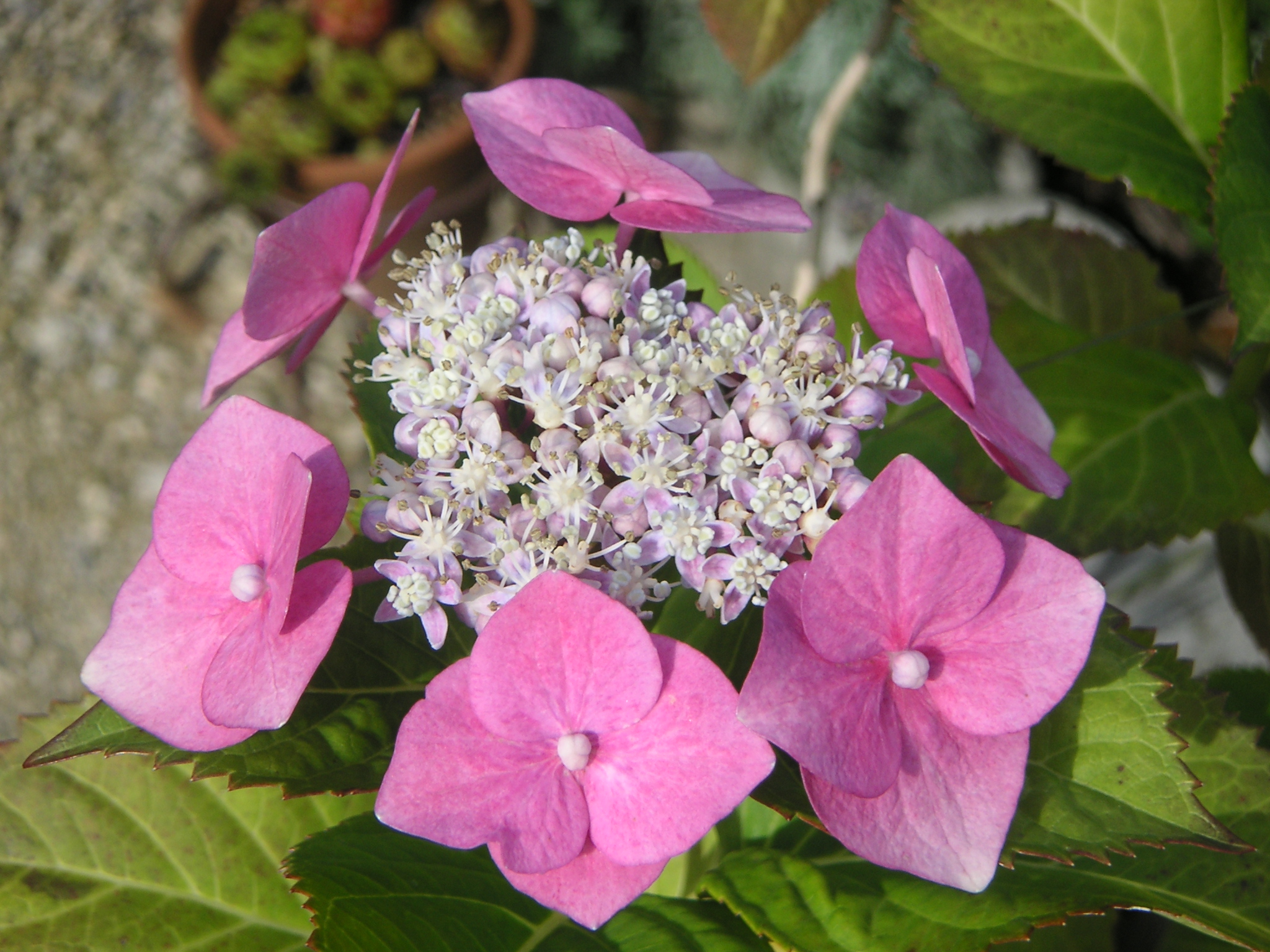 detail, hortensia