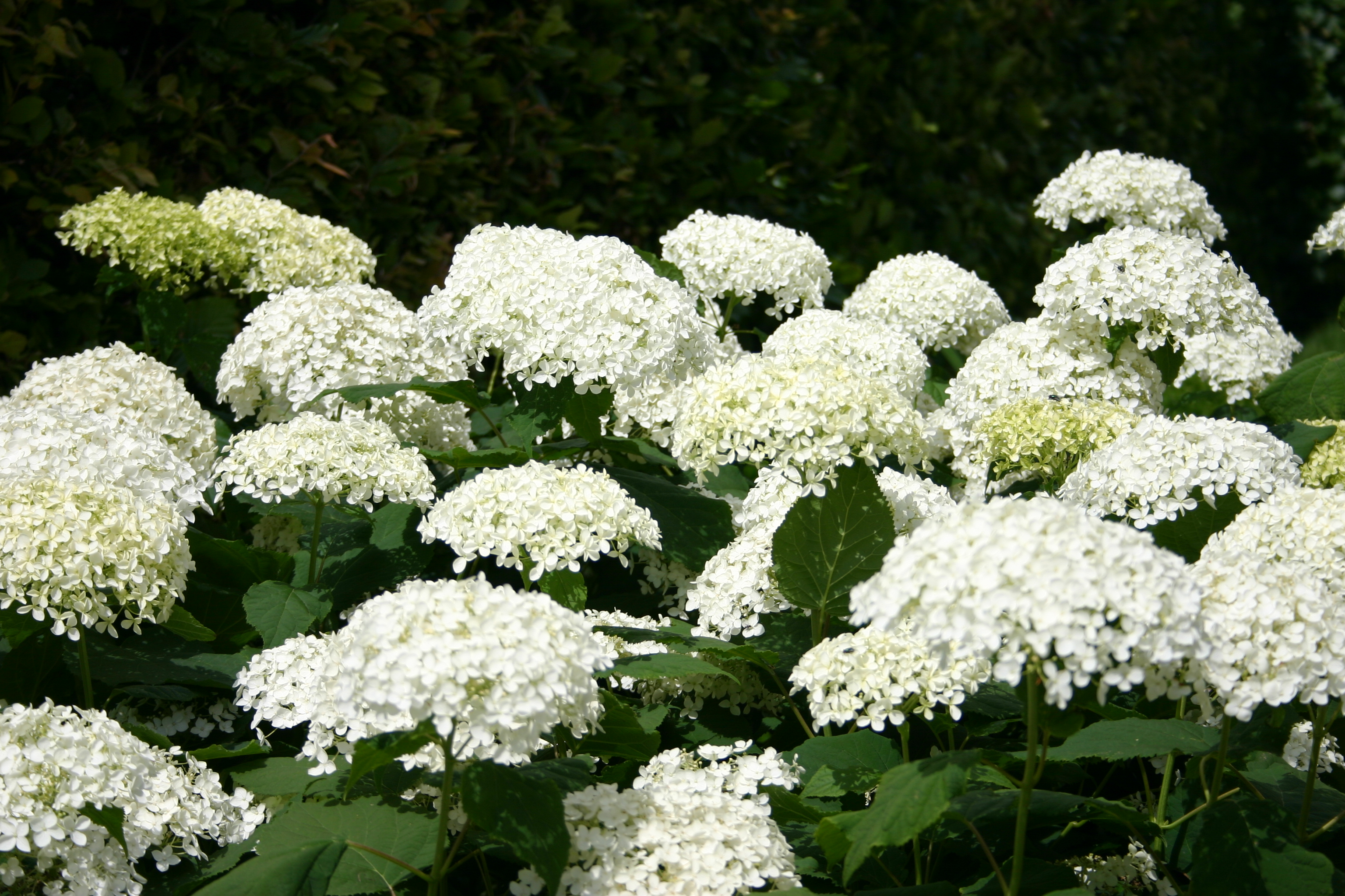 schapenkoppen van hortensia's