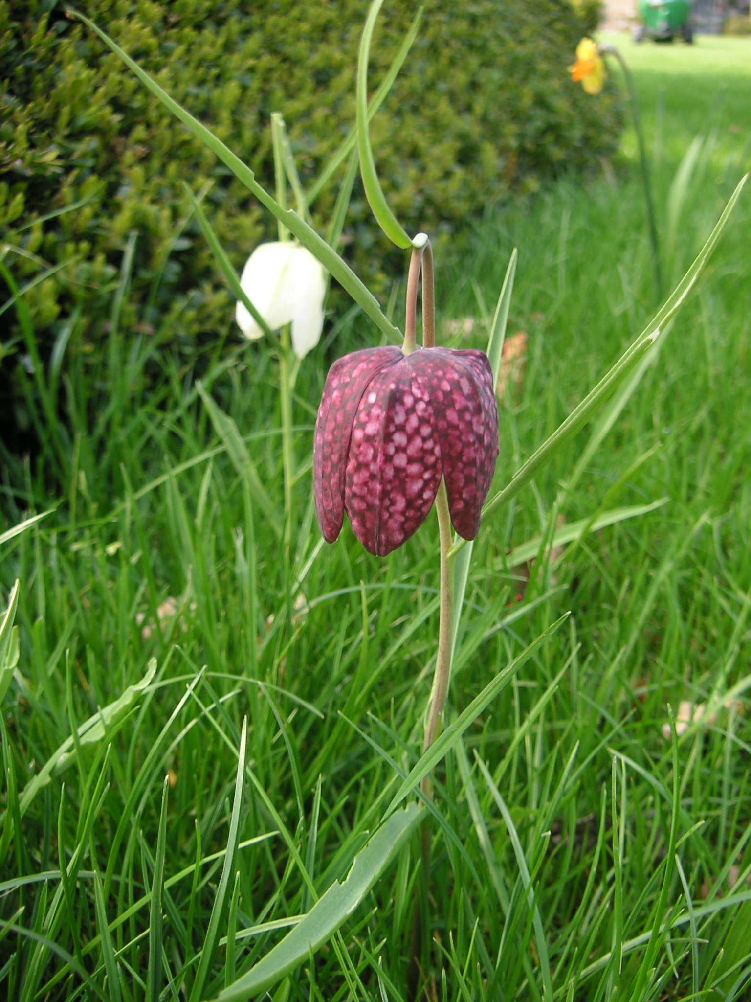 bloembol, kievitsei