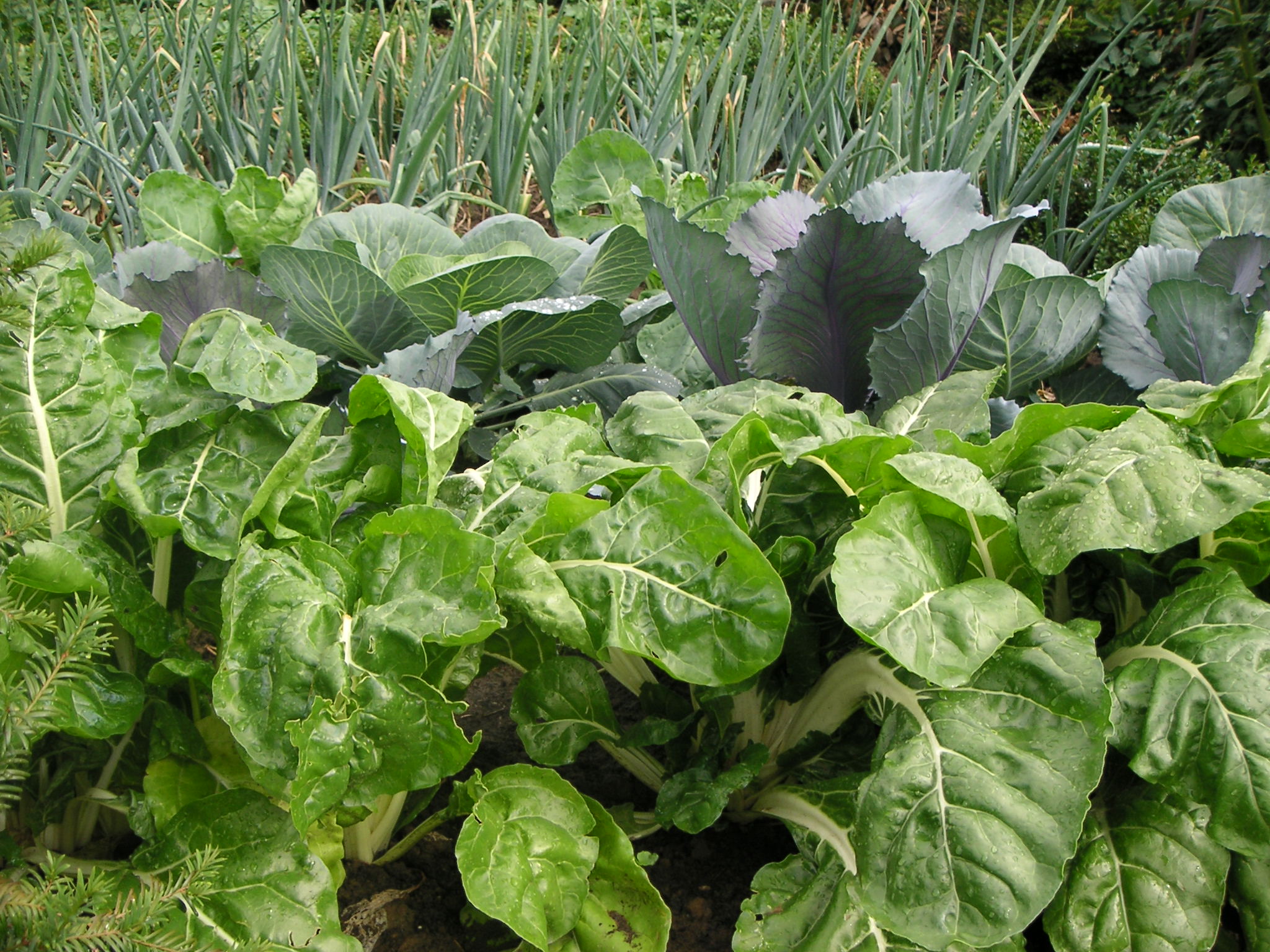 moestuin met snijbiet en kolen