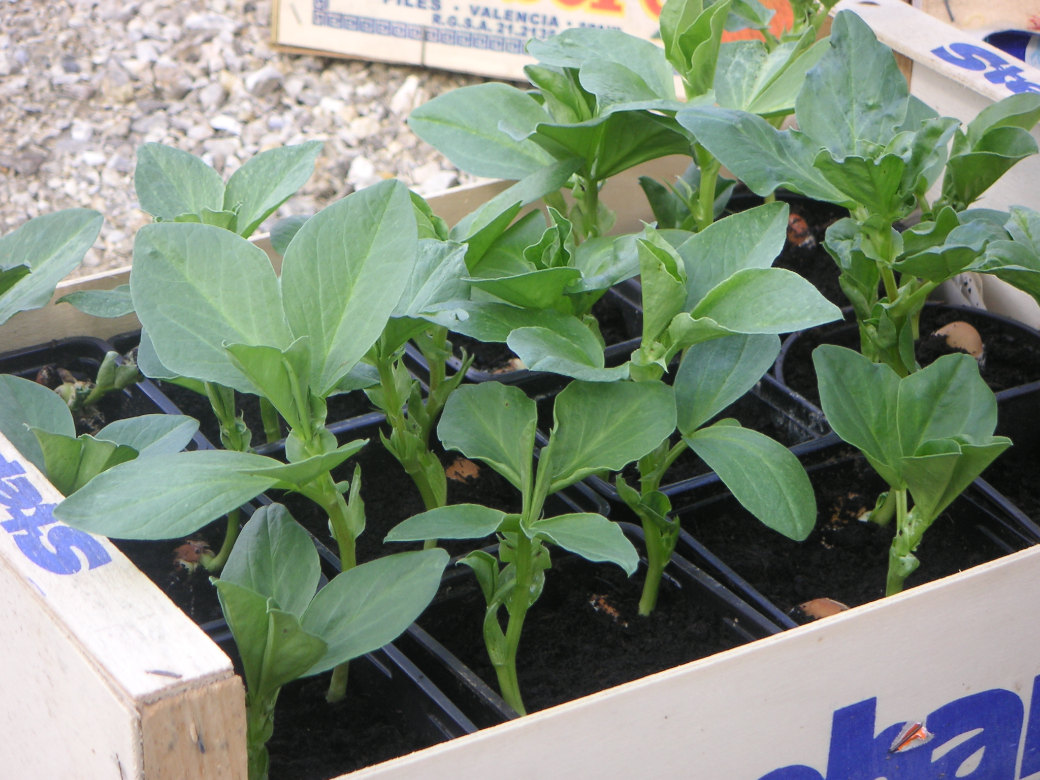 tuinbonen in potjes