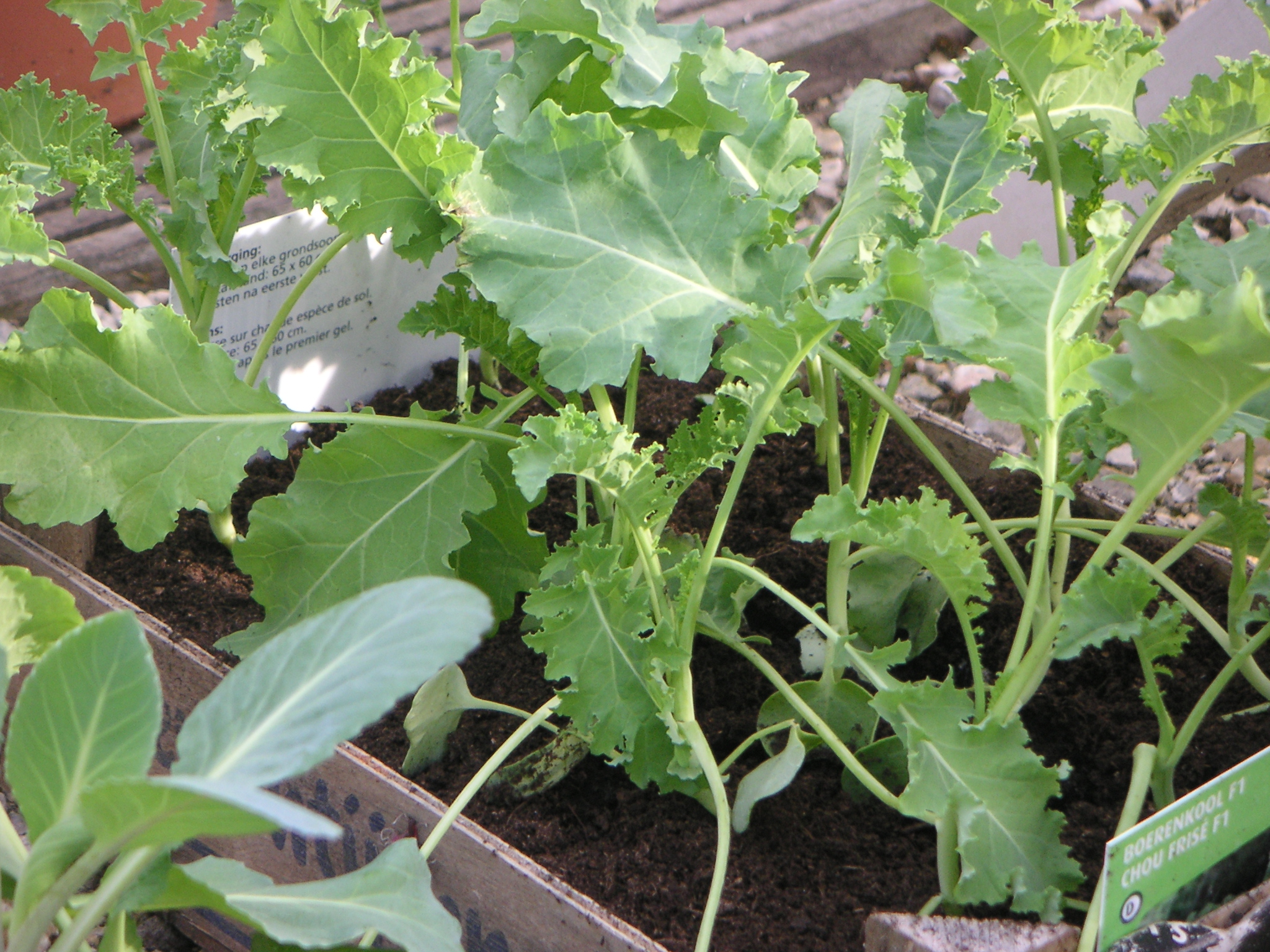 zaailingen klaar voor de moestuin