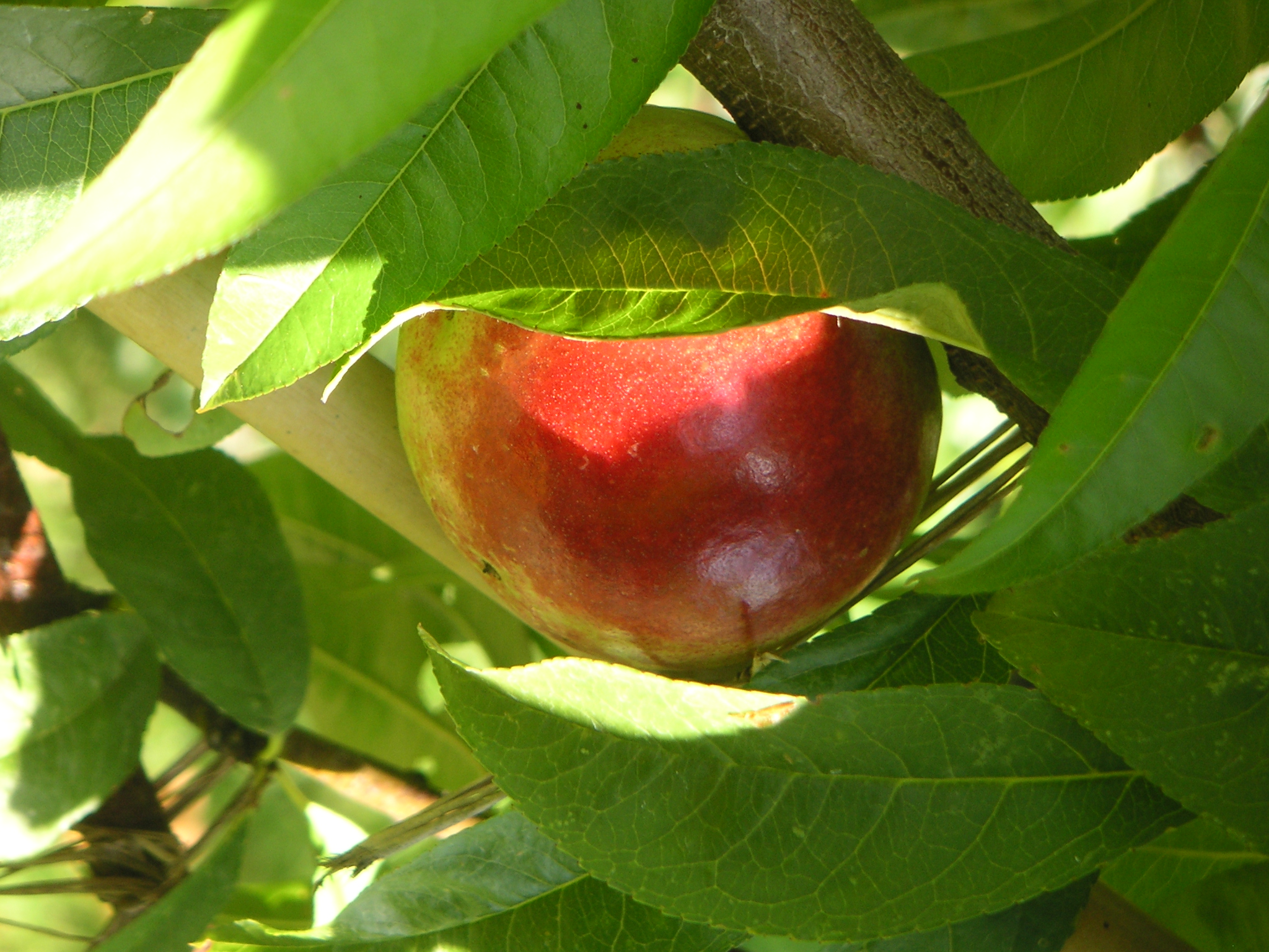 fruitboom snoeien