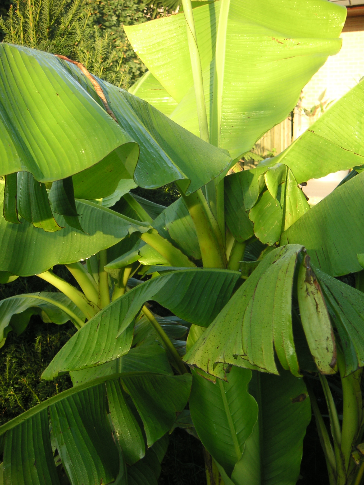 bananenplant