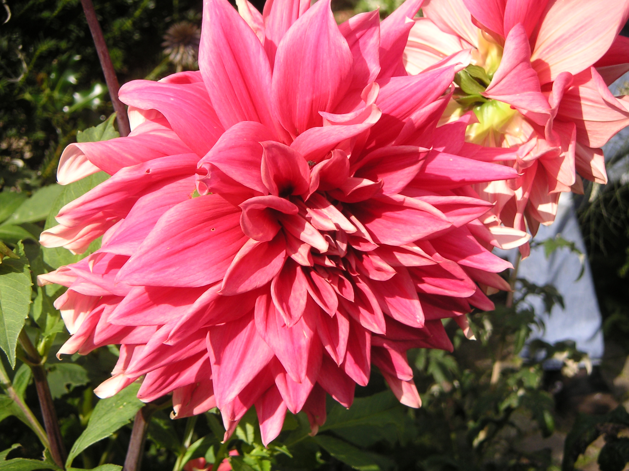 bloemen van dahlia