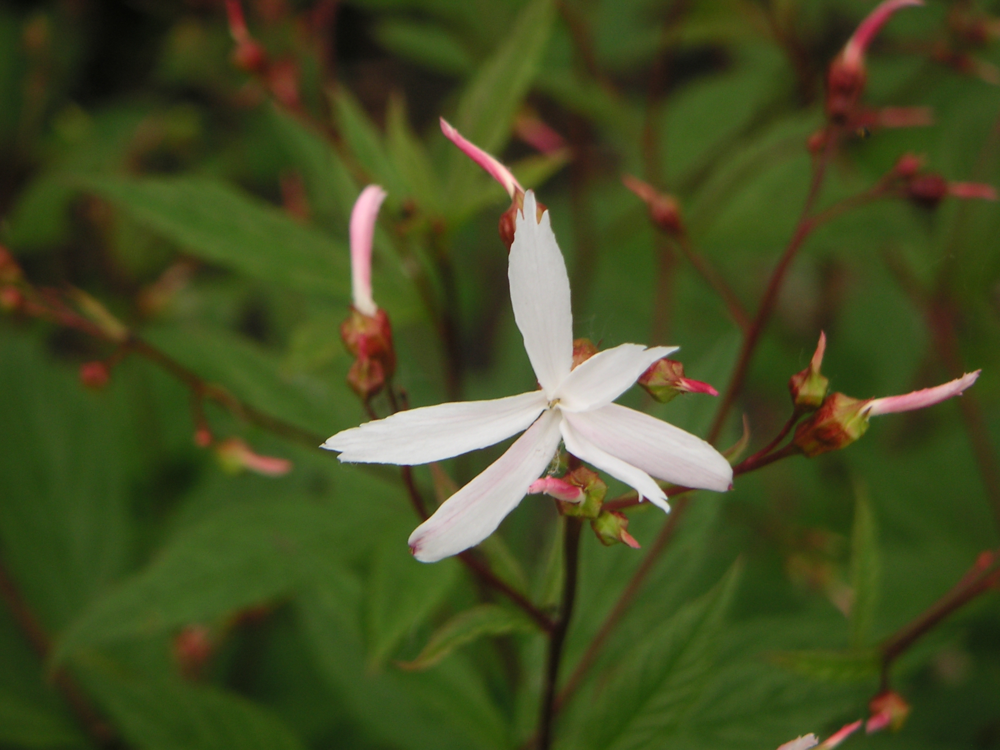 bloem van Gillenia