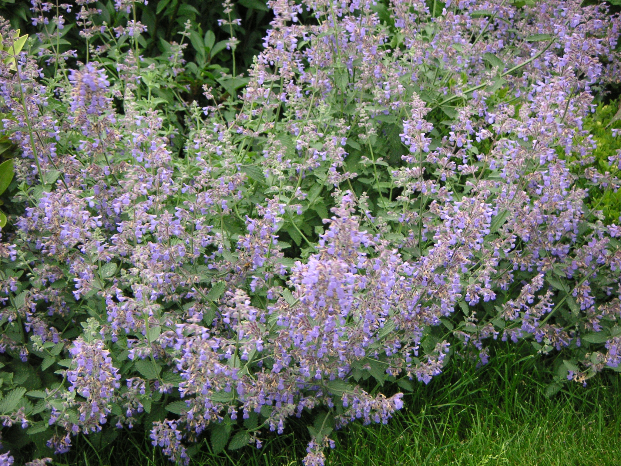 bloemen van Nepeta