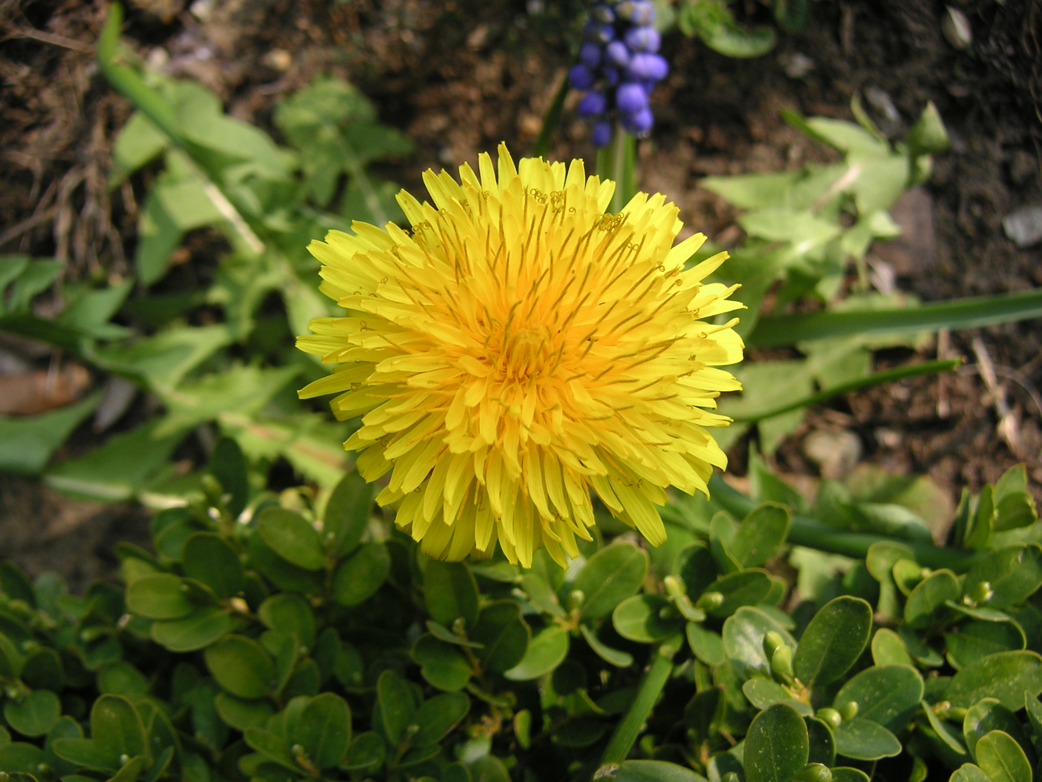 bermkruid: paardenbloem