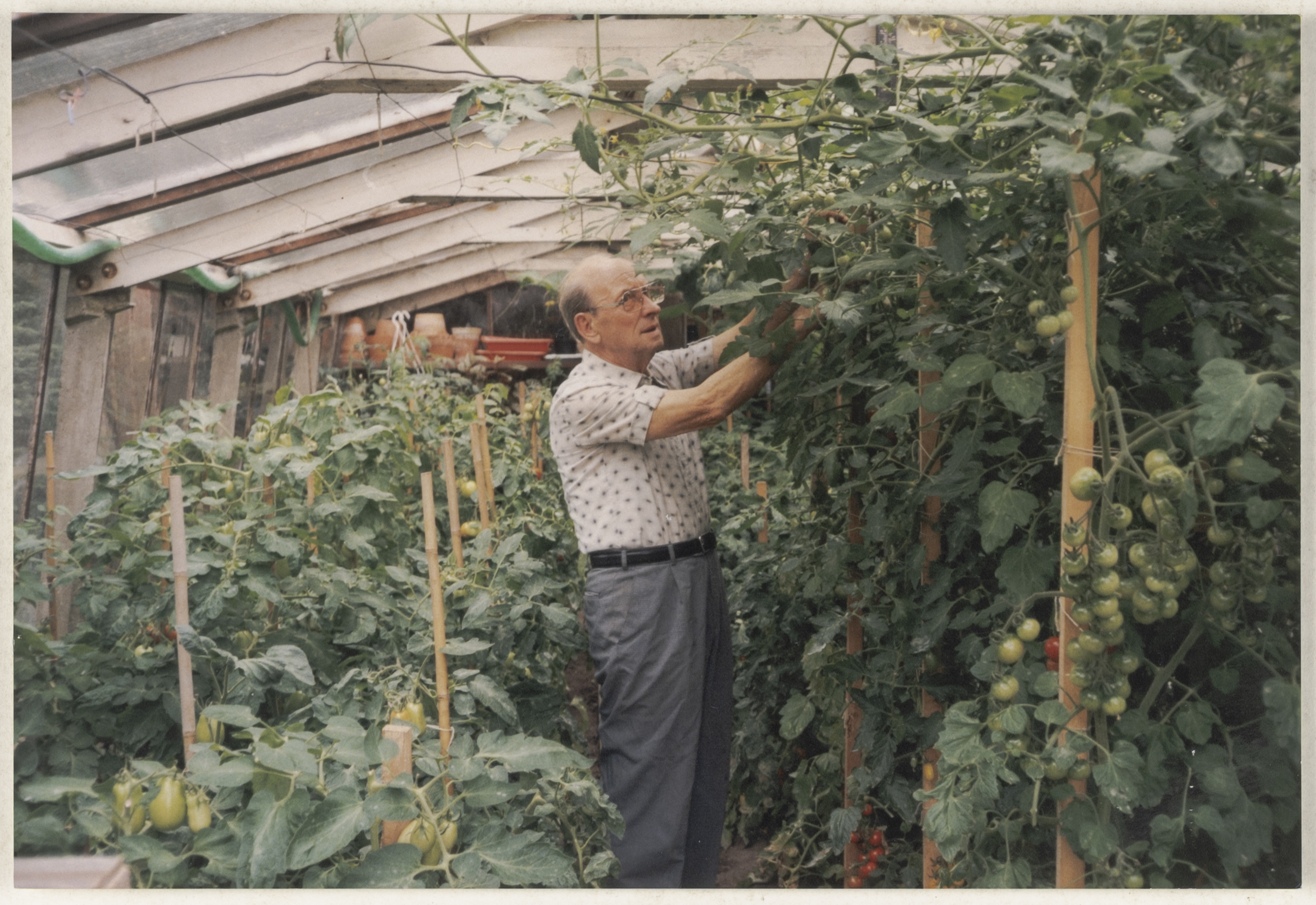 Een man verzorgt tomaten in een serre, Booischot, circa 1960 -2000 © collectie Huis van Alijn.