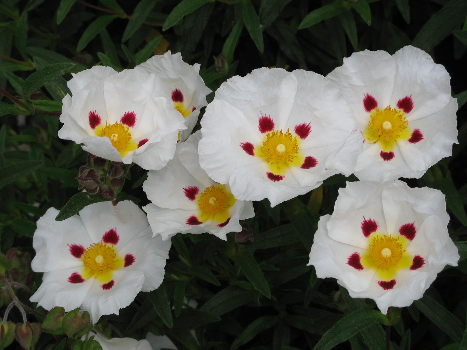 Tuin Vanheuckelom