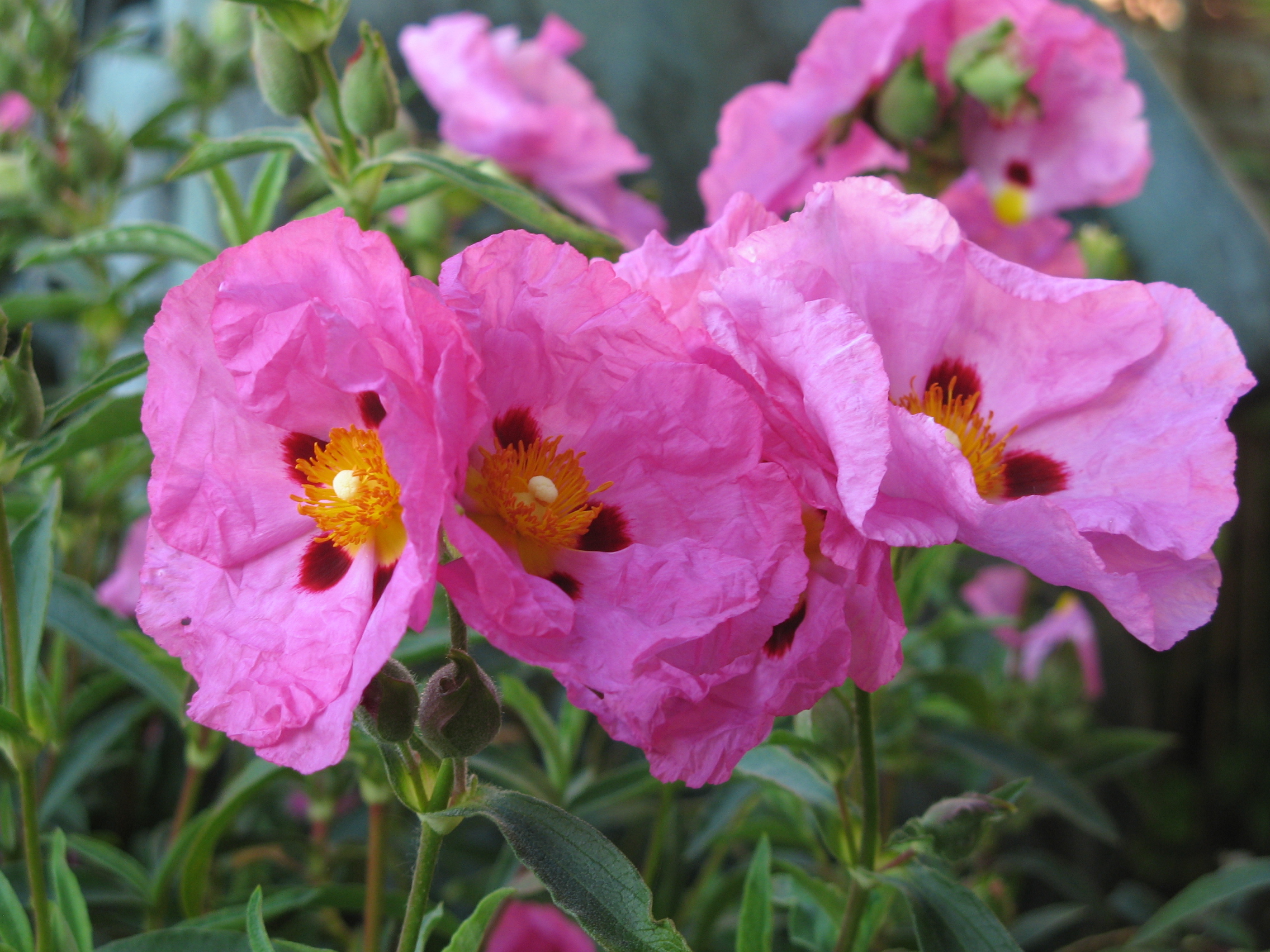 Tuin Vanheuckelom