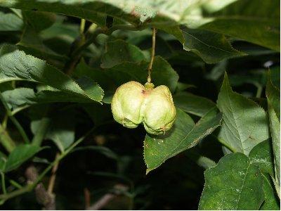 tuin Dirk Gunst