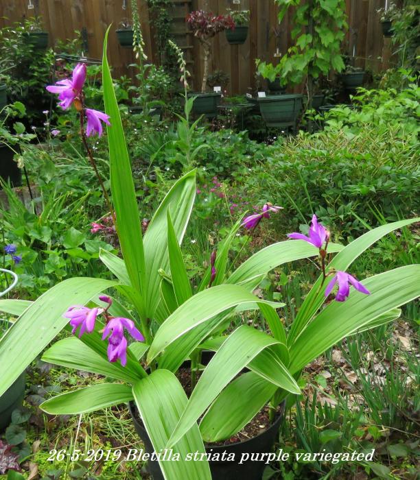 tuin Dirk Gunst