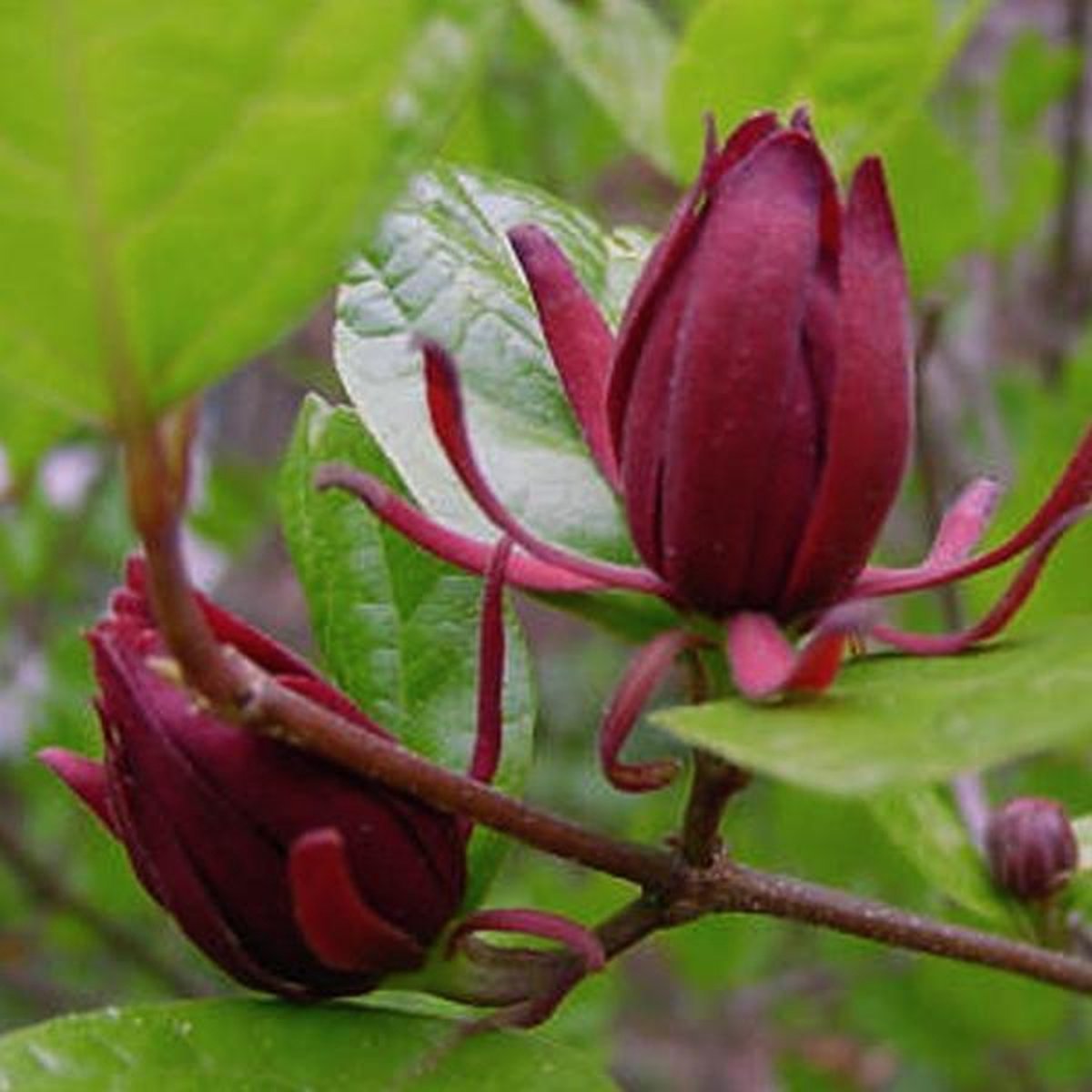 tuin Dirk Gunst