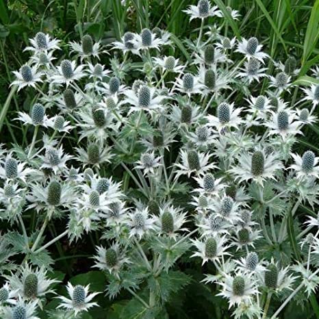 tuin Dirk Gunst