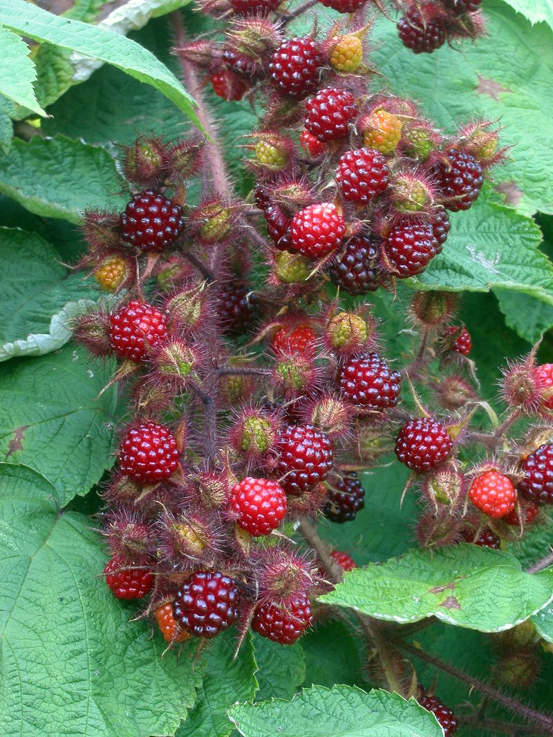 tuin Dirk Gunst