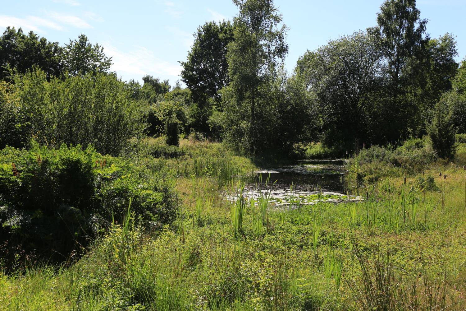 Tuin Heemtuin Rucphen Nederland