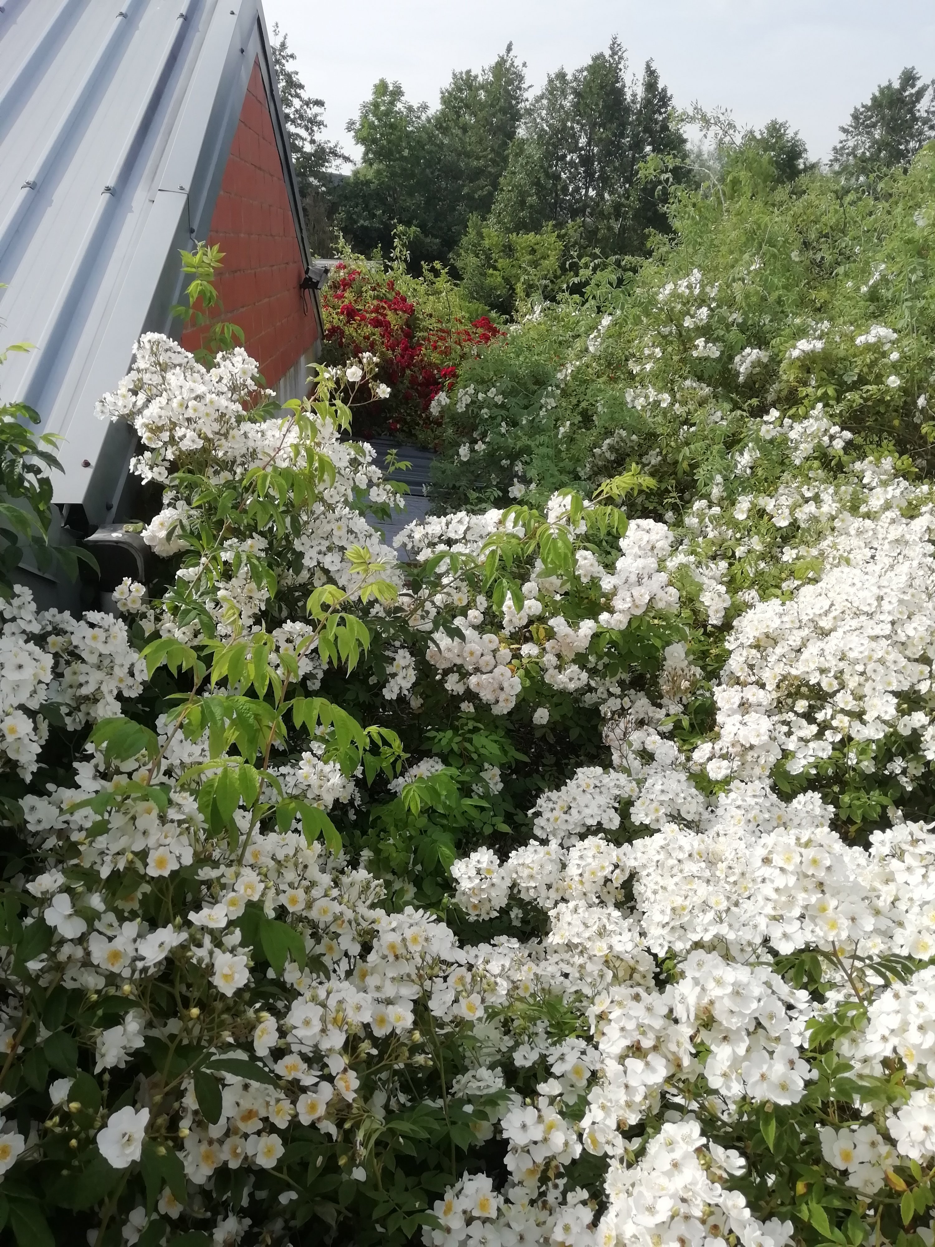Open Tuinen Vanwassenhove 