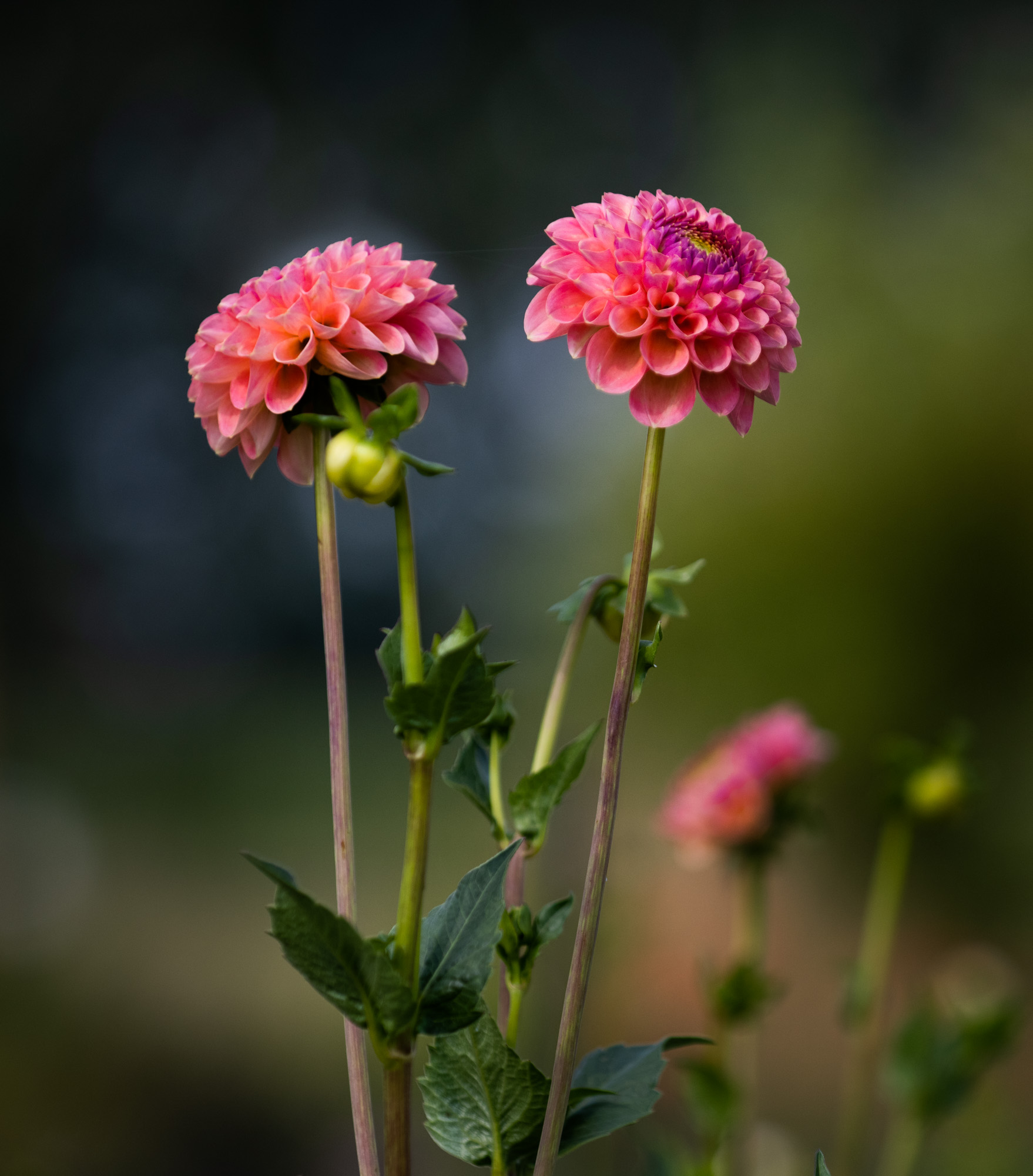 tuin Minnaert-Annaert