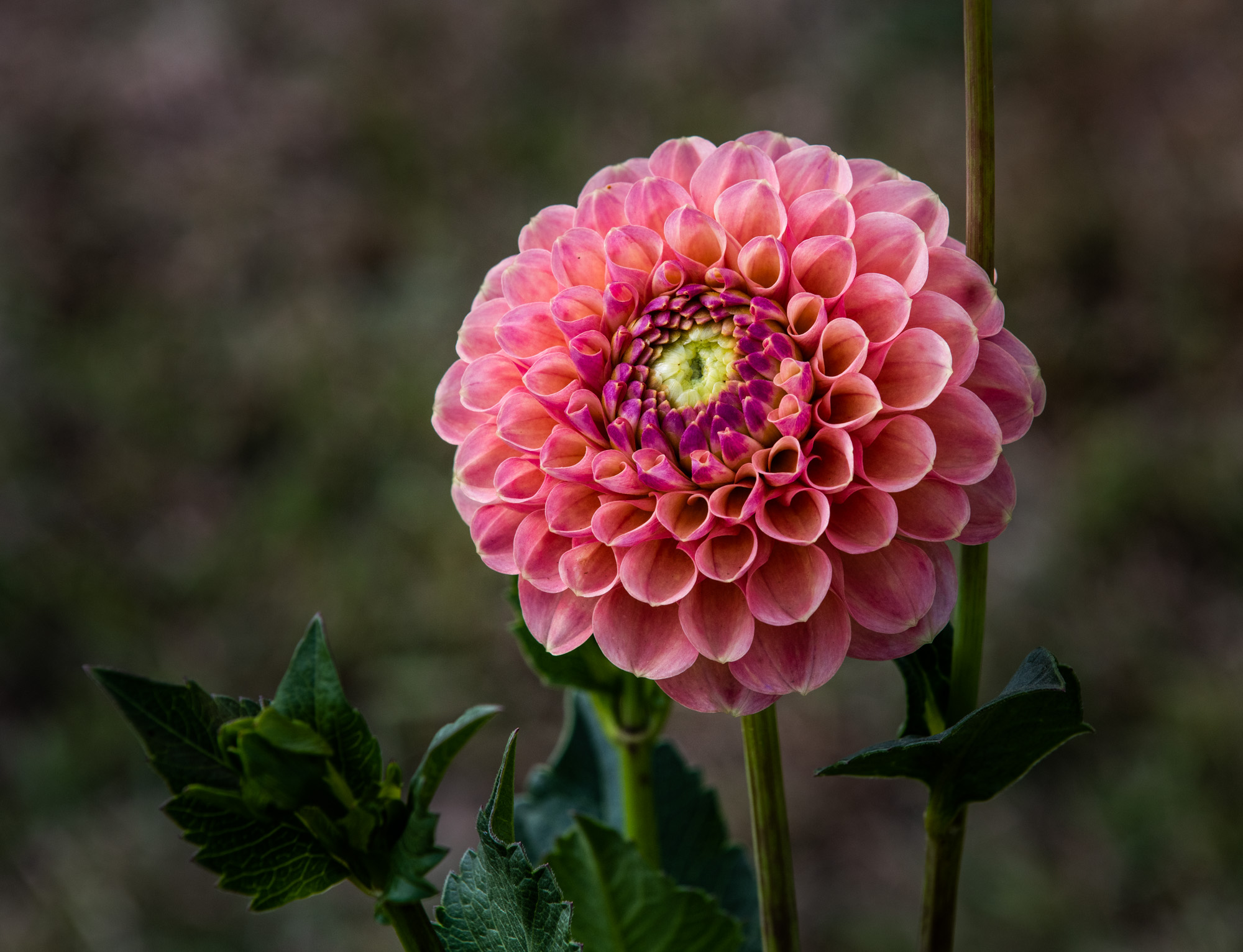 tuin Minnaert-Annaert
