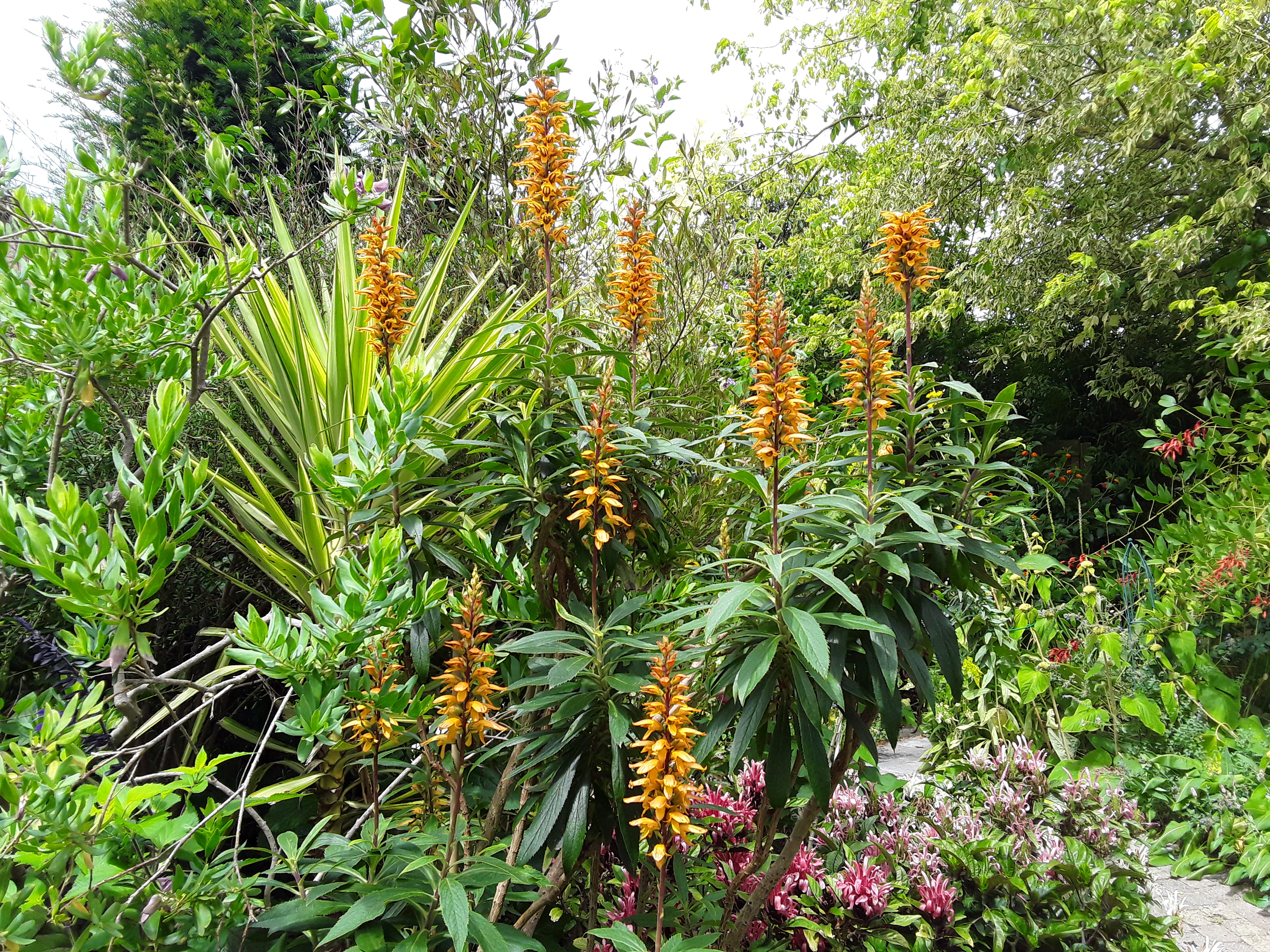 Tuin Putzeys