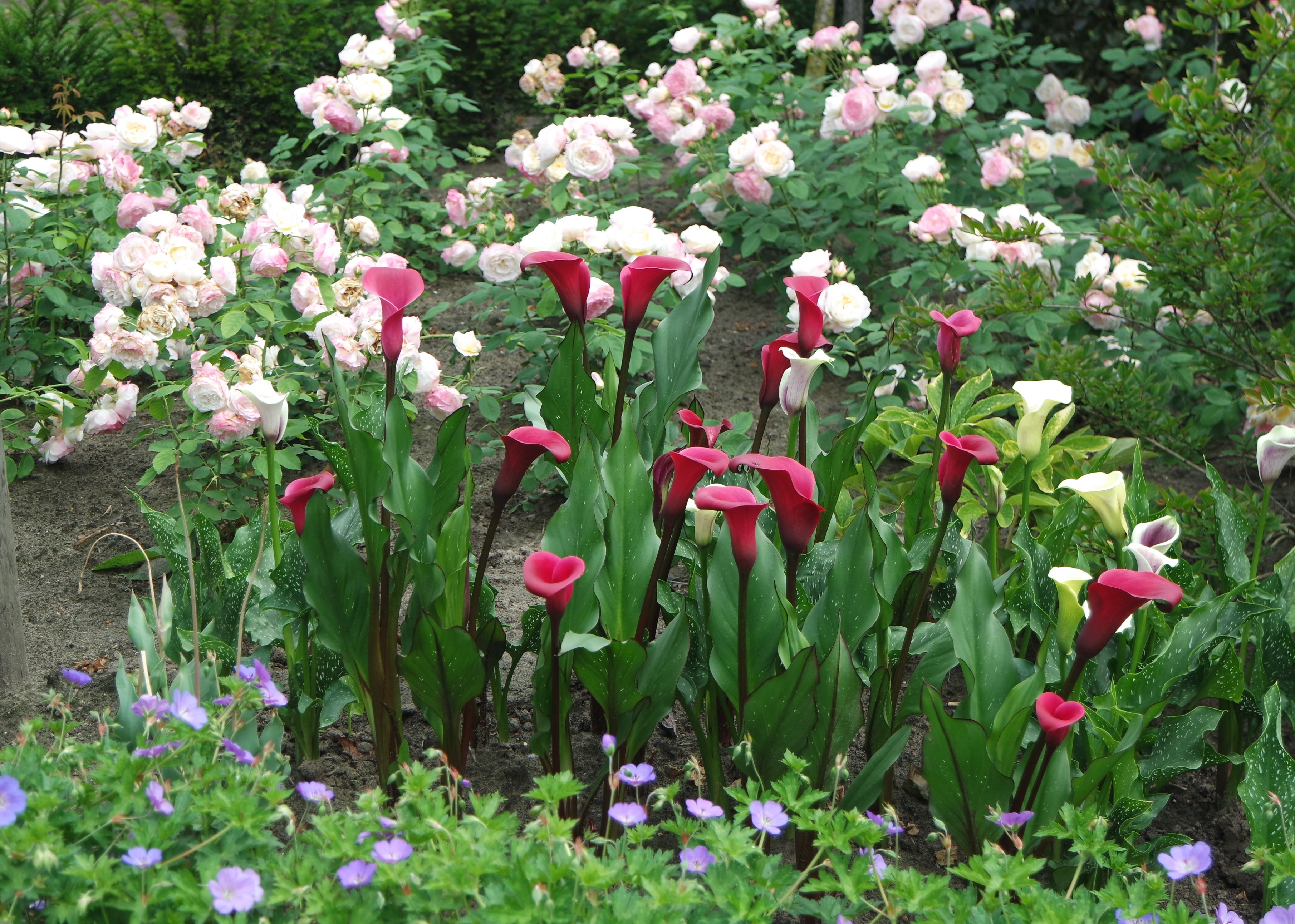 tuin Dirk Stuer