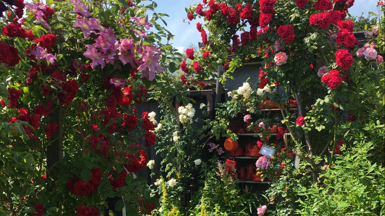 tuin Van Nieuwenhuyze - Loir