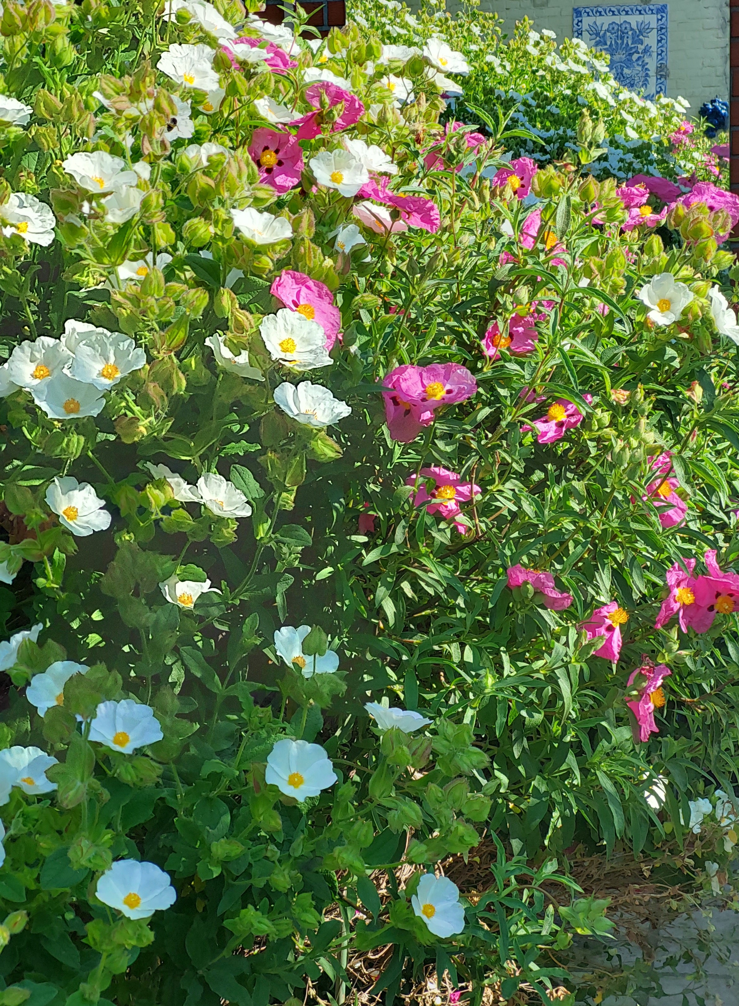 Tuin Vanheuckelom